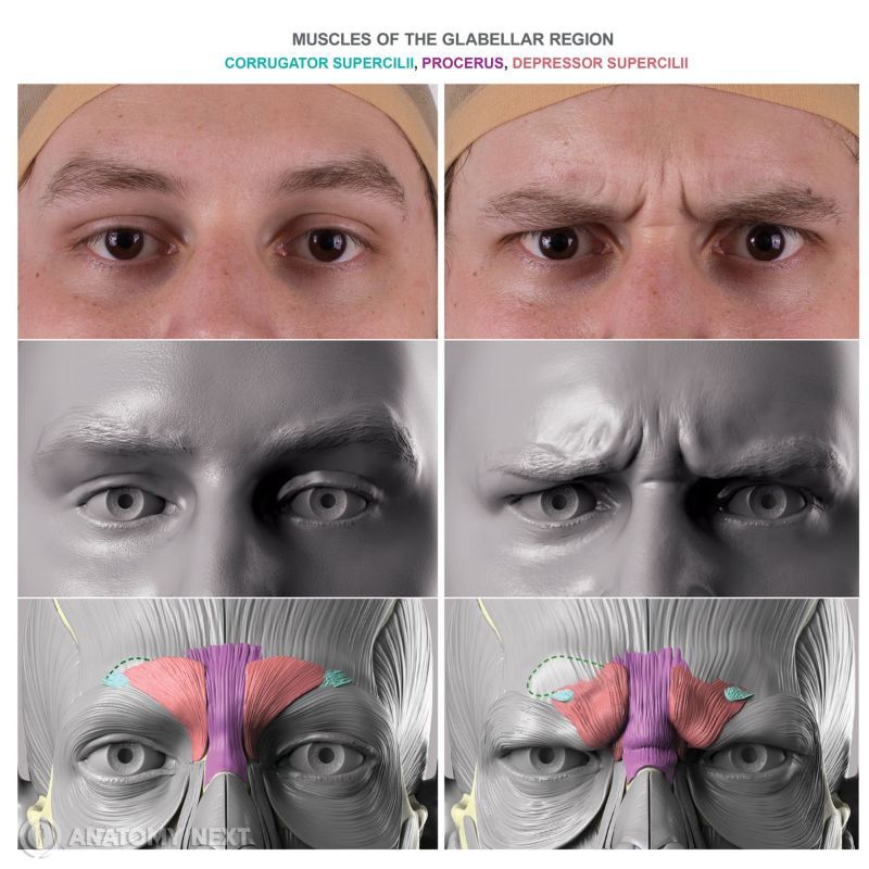 Action of glabellar region muscles