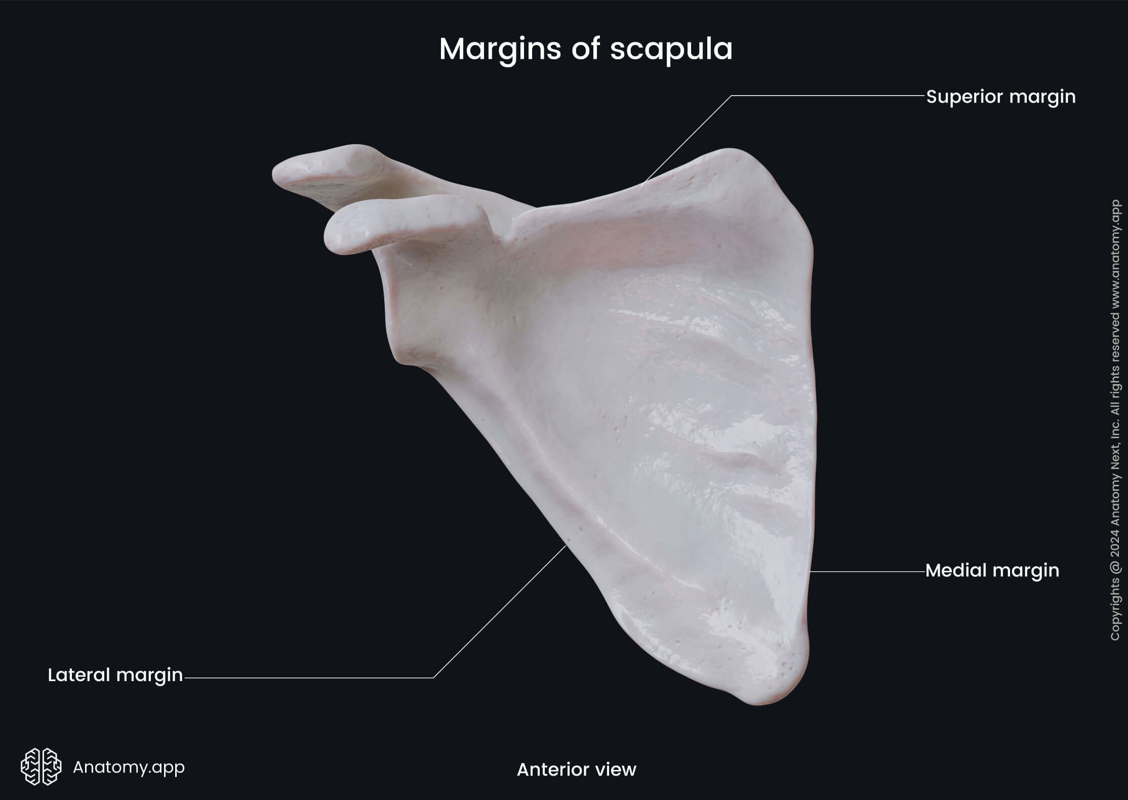 Human skeleton, Bones of upper extremity, Bones of upper limb, Skeleton of upper extremity, Scapula, Shoulder blade, Anterior surface of scapula, Costal surface of scapula, Skeleton of upper limb, Bones of shoulder girdle, Shoulder girdle, Margins