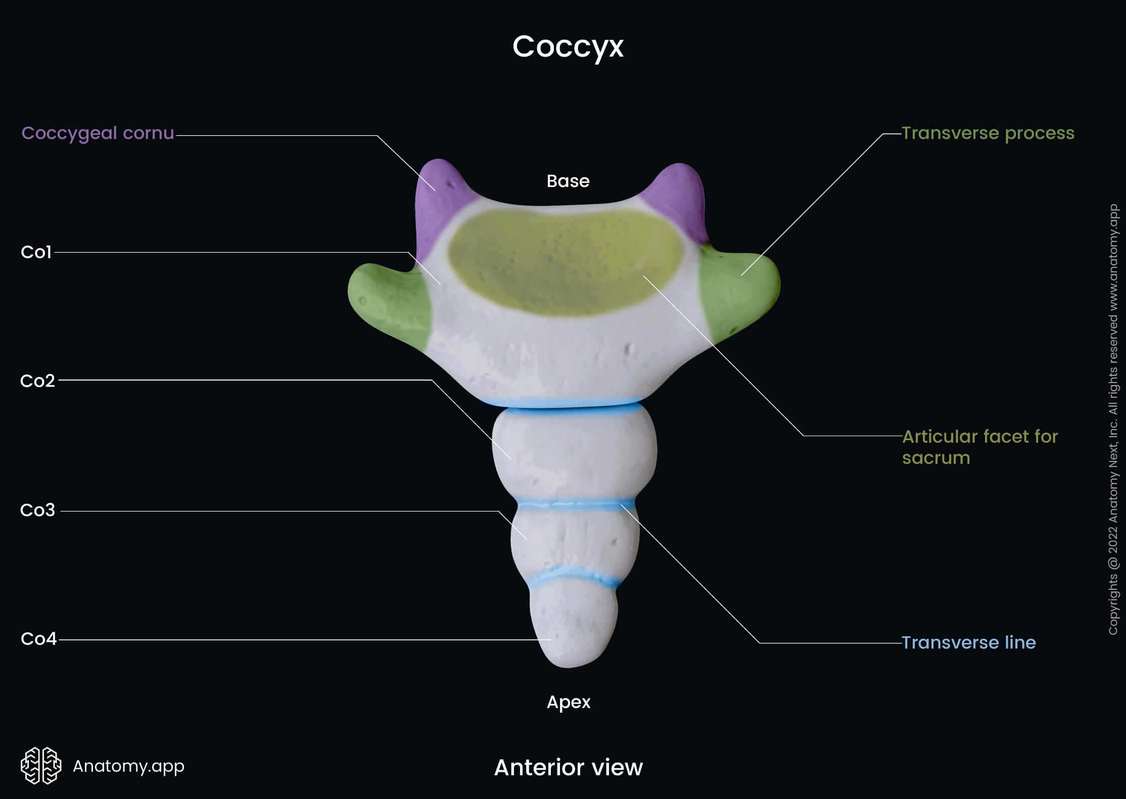 Coccyx, Tailbone, Coccygeal vertebrae, Anterior view, Landmarks, Vertebra, Spine, Vertebral column, Human skeleton