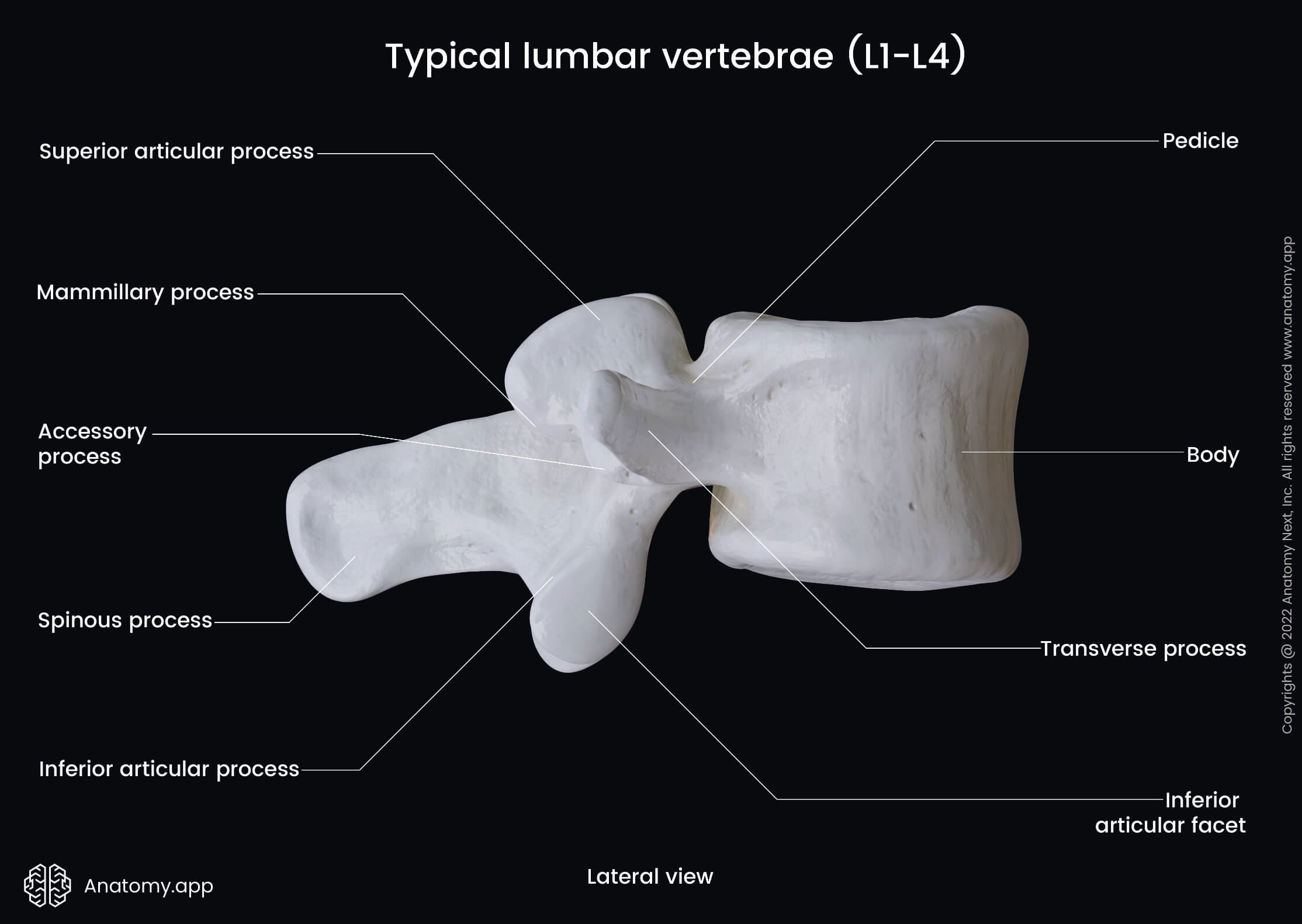 Lumbar vertebrae, Landmarks, Lateral view, Lumbar spine, Spine, Vertebral column