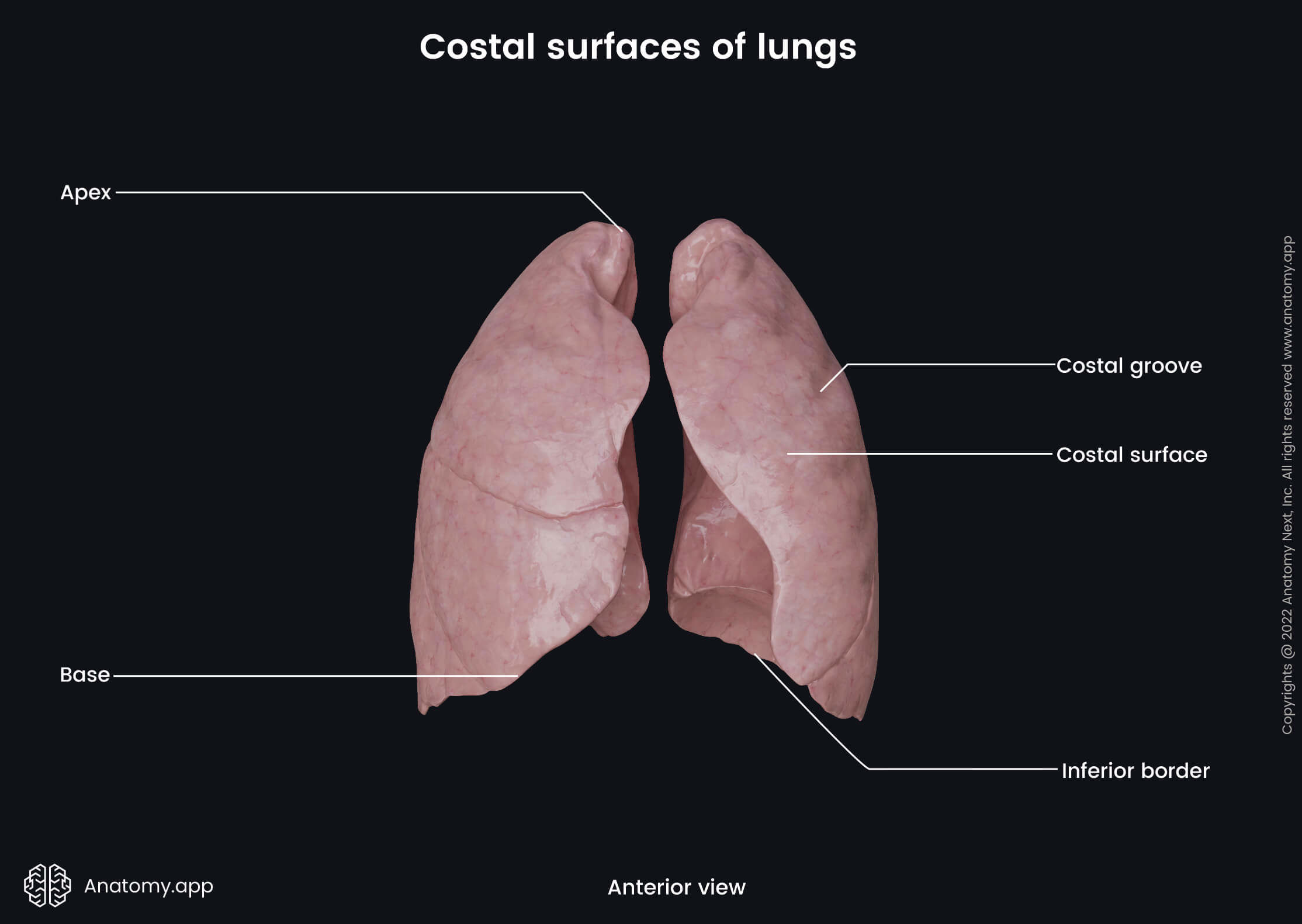 Lungs, Costal surface, Landmarks, Costal grooves