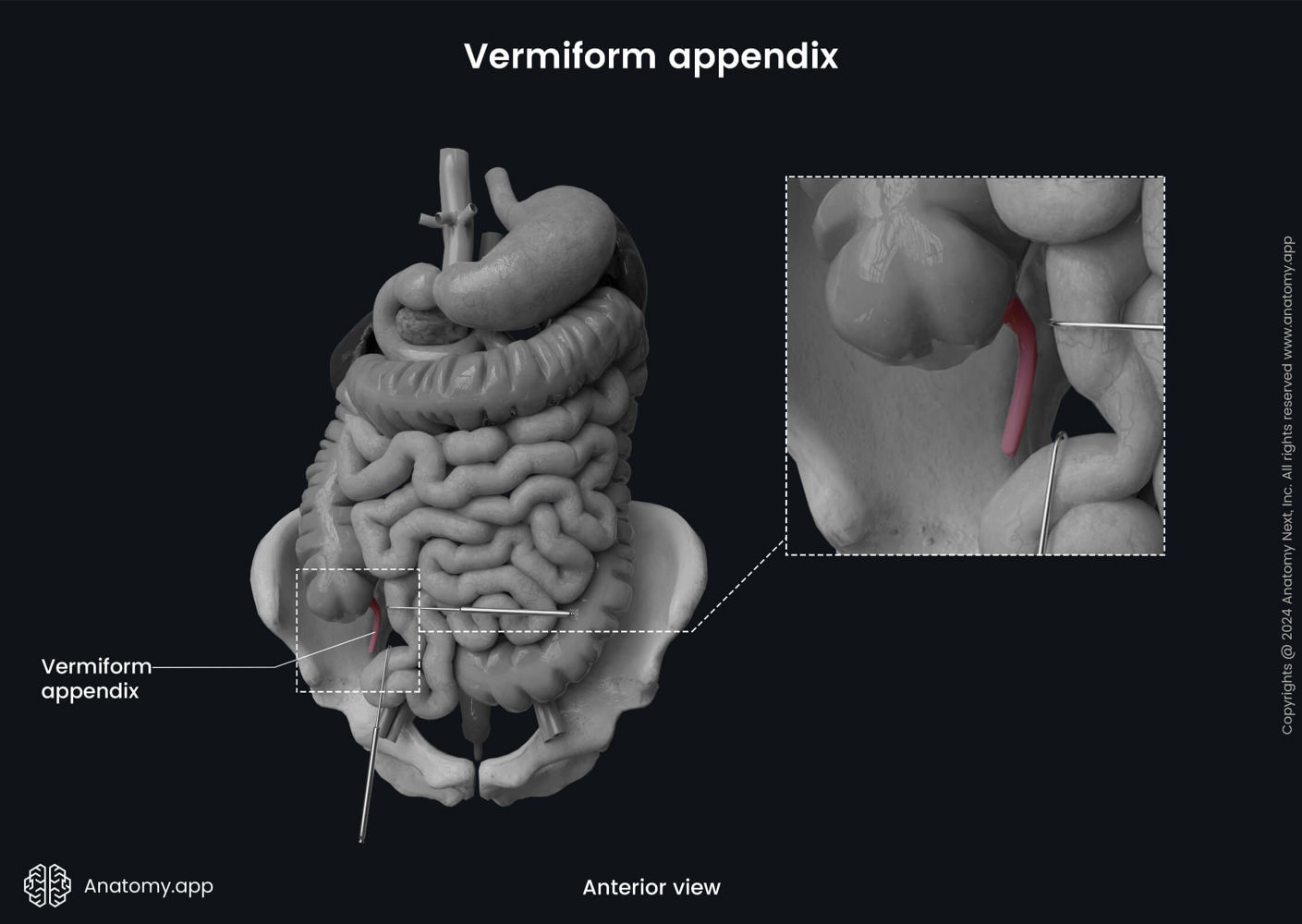 Vermiform appendix | Media Library | Anatomy.app | Learn anatomy | 3D ...