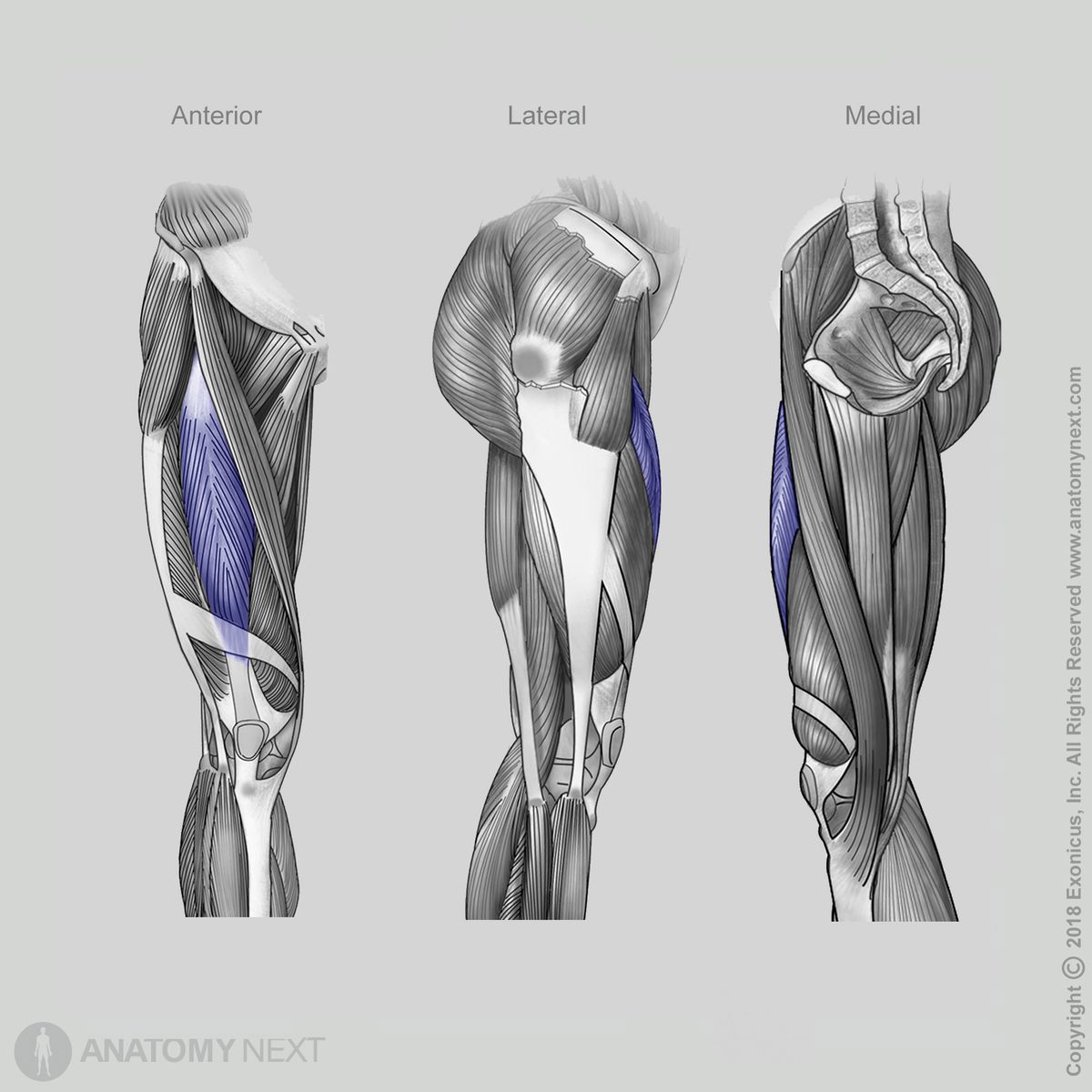 Rectus femoris, Quadriceps femoris, Anterior view of rectus femoris, Lateral view of rectus femoris, Medial view of rectus femoris, Thigh muscles, Anterior compartment of thigh, Anterior compartment muscles, Human thigh