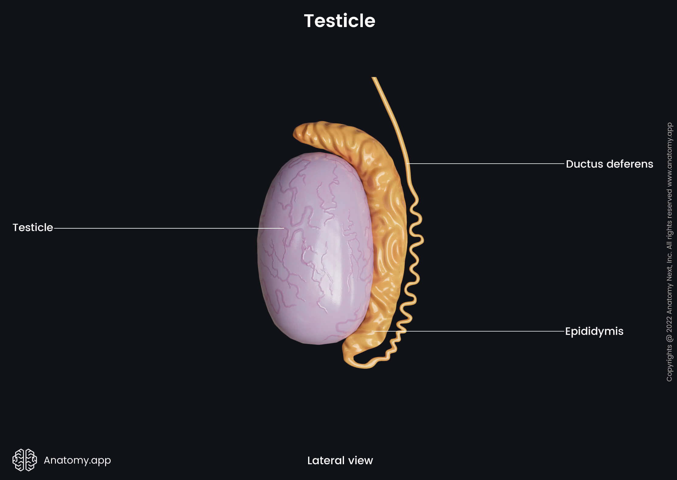 Male reproductive system, Testicle, Epididymis, Ductus deferens, Lateral view