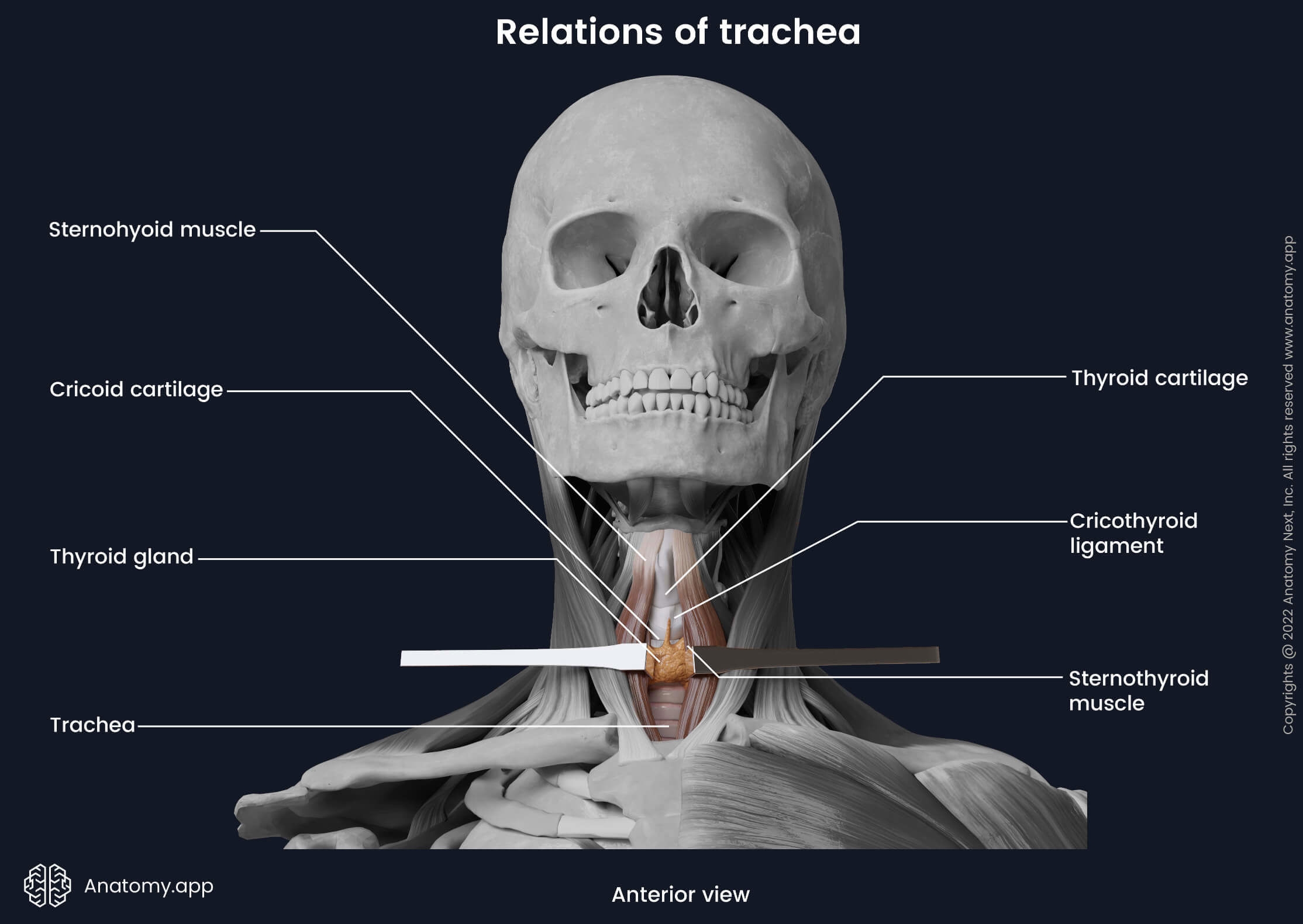 Trachea, Relations, Cervical part of trachea, Head and neck, Infrahyoid muscles, Thyroid gland, Anterior view