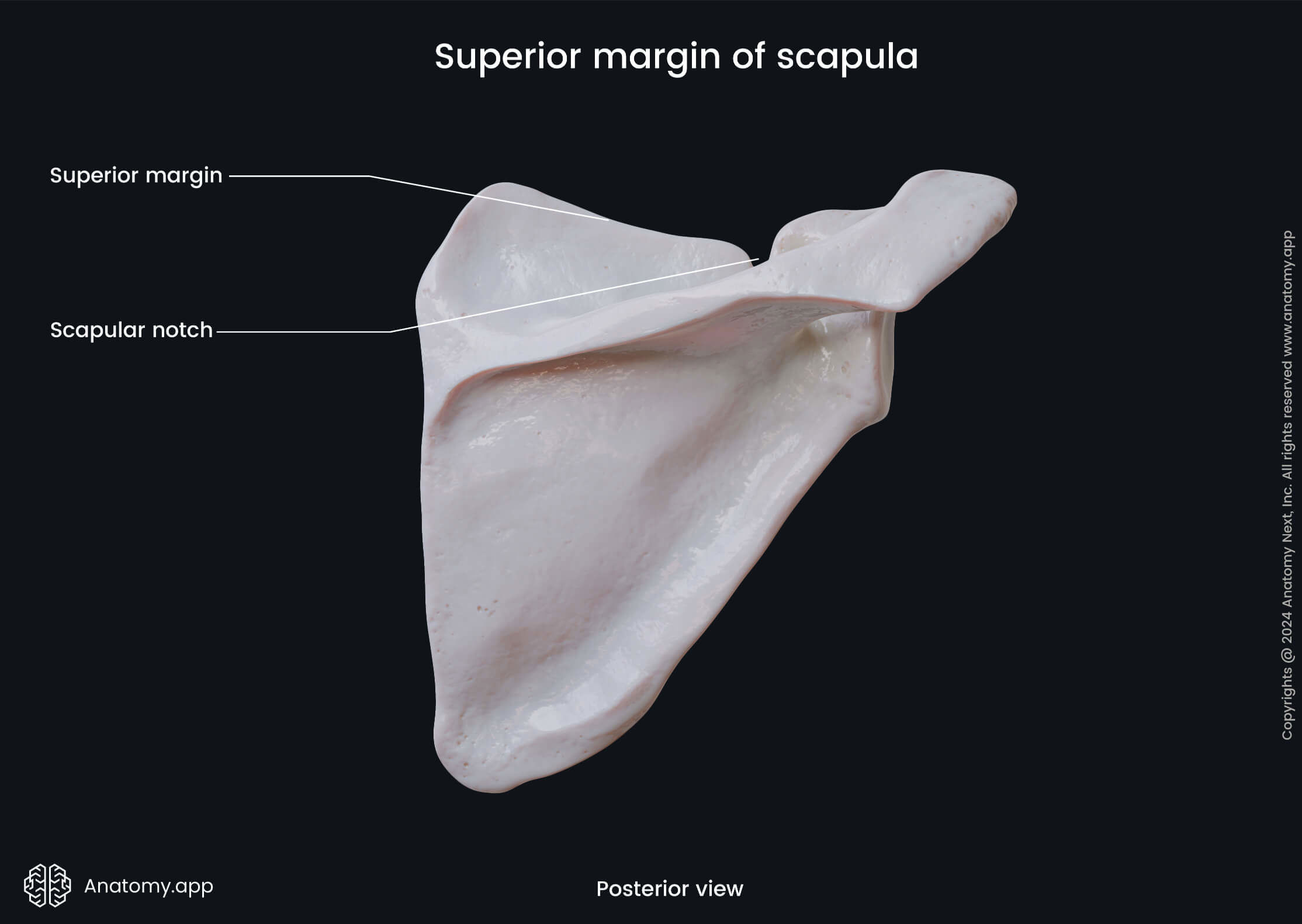 Human skeleton, Bones of upper extremity, Bones of upper limb, Skeleton of upper extremity, Scapula, Shoulder blade, Posterior surface of scapula, Dorsal surface of scapula, Skeleton of upper limb, Bones of shoulder girdle, Shoulder girdle, Superior margin