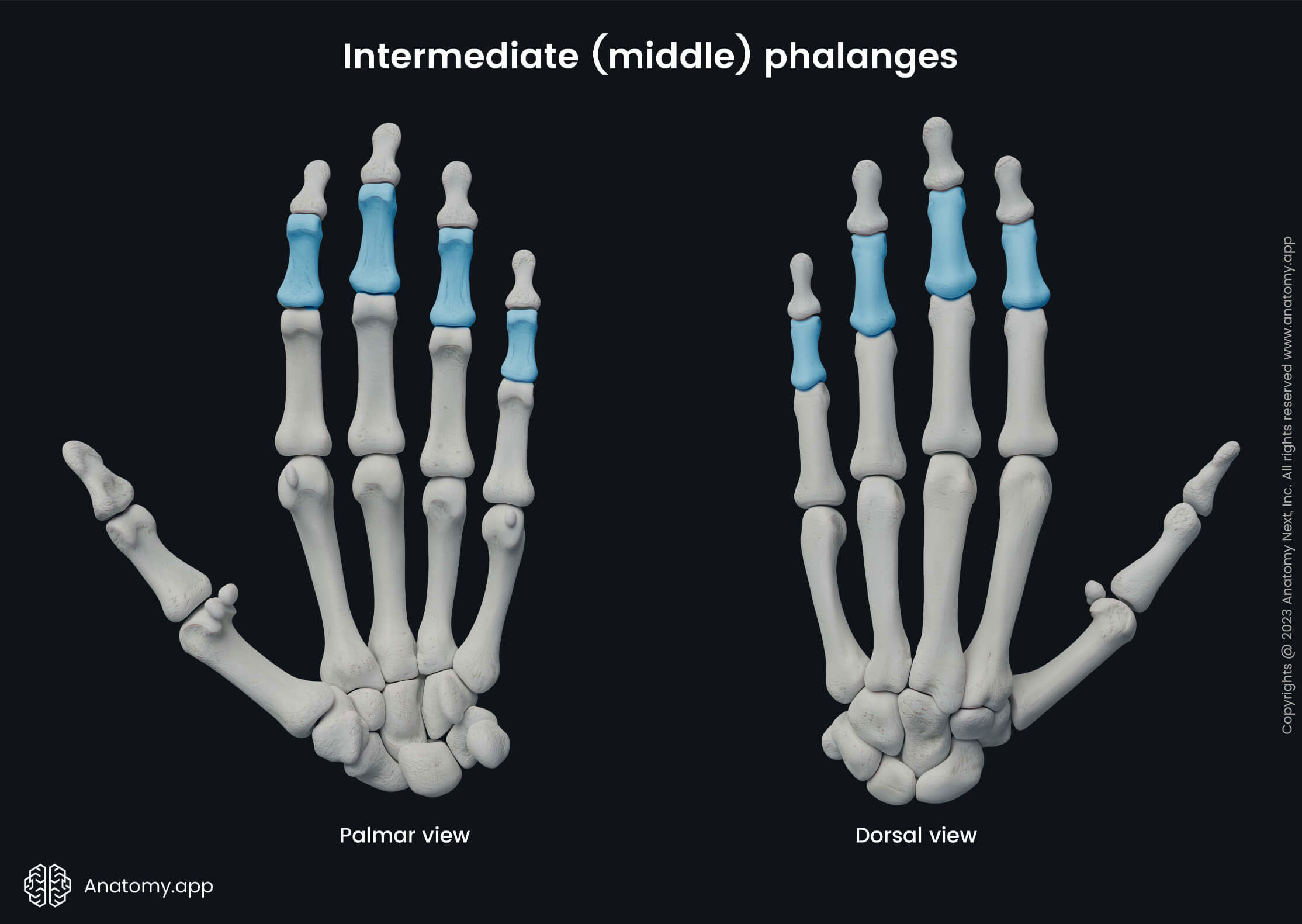 Skeleton of upper limb, Upper extremity, Phalanges of hand, Phalanges, Intermediate phalanges, Bones of hand, Hand bones, Human hand, Metacarpals, Carpals, Palmar view, Dorsal view