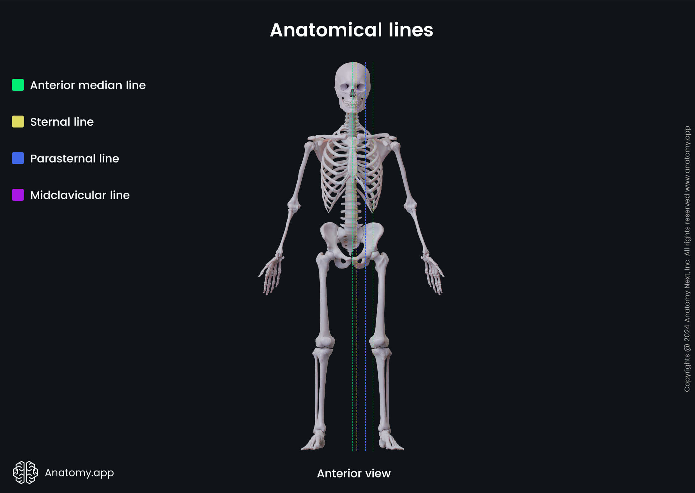 Anatomical terminology, Human body, Anatomical lines, Anterior median line, Sternal lines, Parasternal line, Midclavicular line