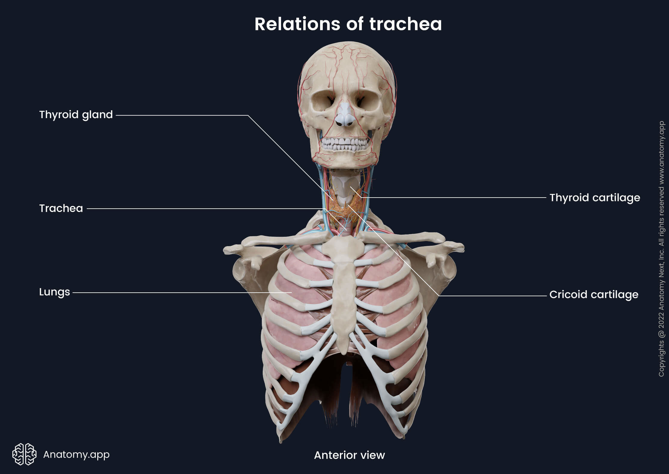 Trachea, Relations, Cervical part of trachea, Head and neck, Thyroid gland, Anterior view, Lungs, Thorax