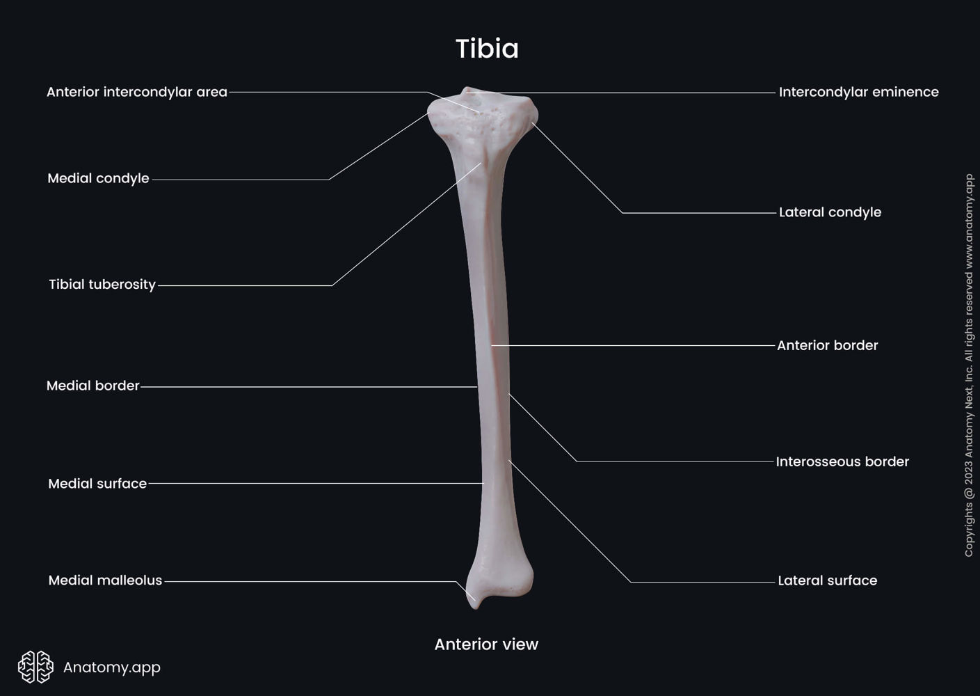 Tibia (anterior view) | Media Library | Anatomy.app | Learn anatomy ...