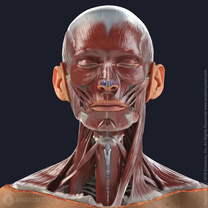 Compressor narium minor, Nasal muscles, Facial muscles, Muscles of facial expression, Head muscles