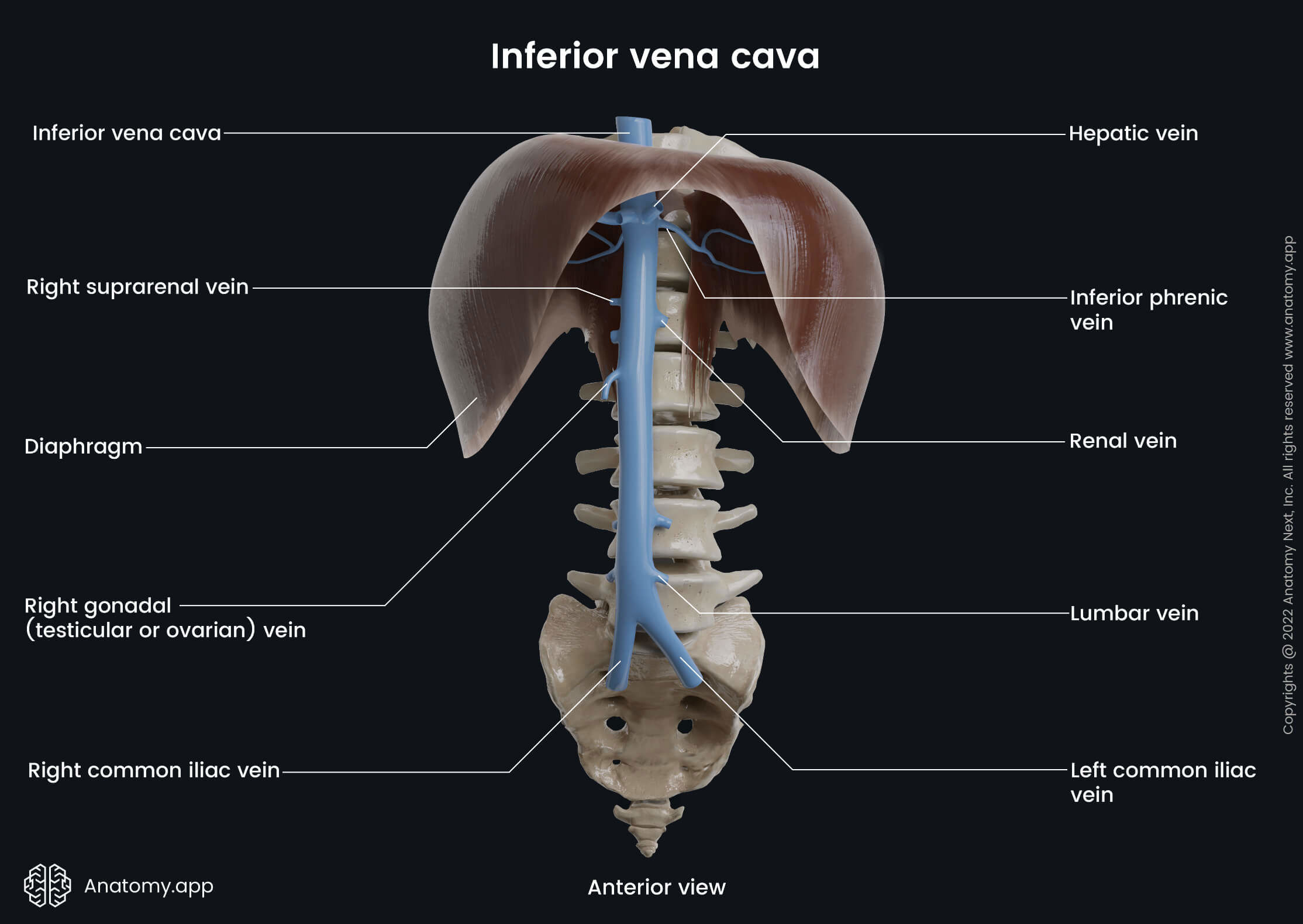 Inferior vena cava and its branches, Spine, Diaphragm, Anterior view