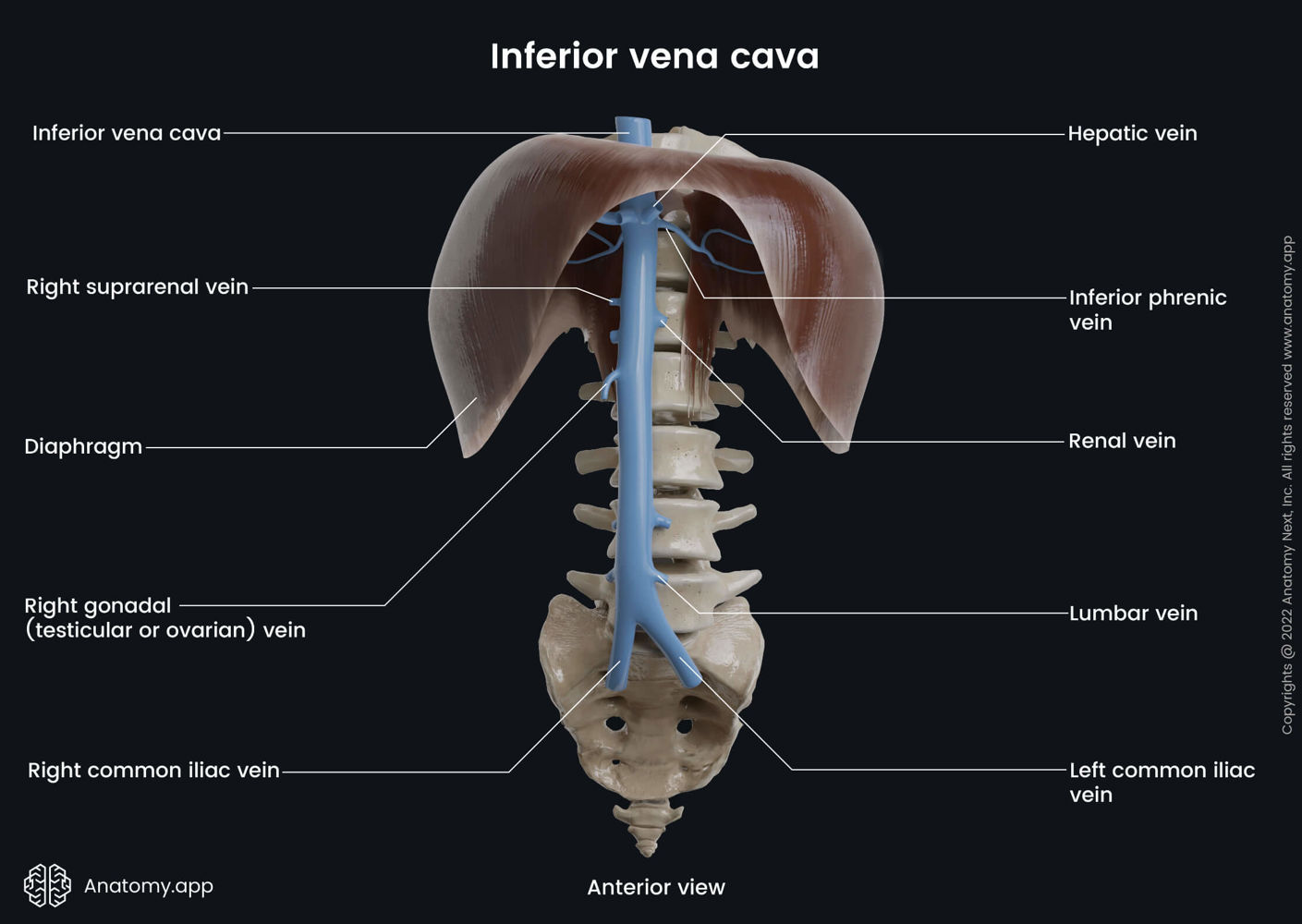 Inferior vena cava and its branches | Media Library | Anatomy.app ...