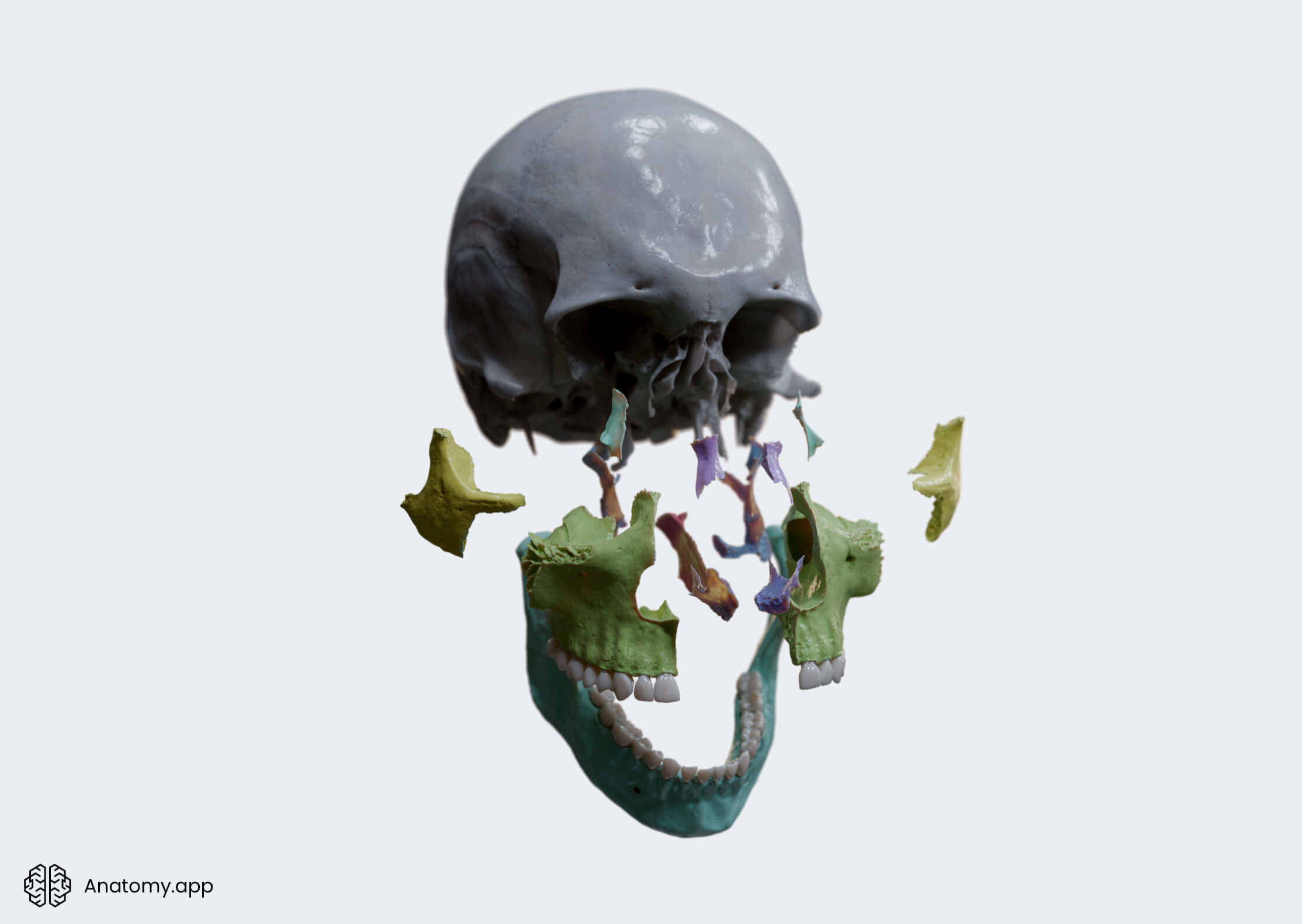 Head and neck, Skeletal system, Skull, Cranium, Cranial bones, Viscerocranium, Overview, Anterolateral view