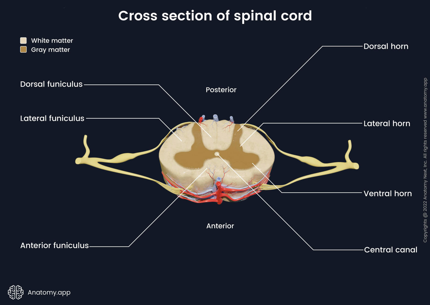 Cross section of spinal cord | Media Library | Anatomy.app | Learn ...