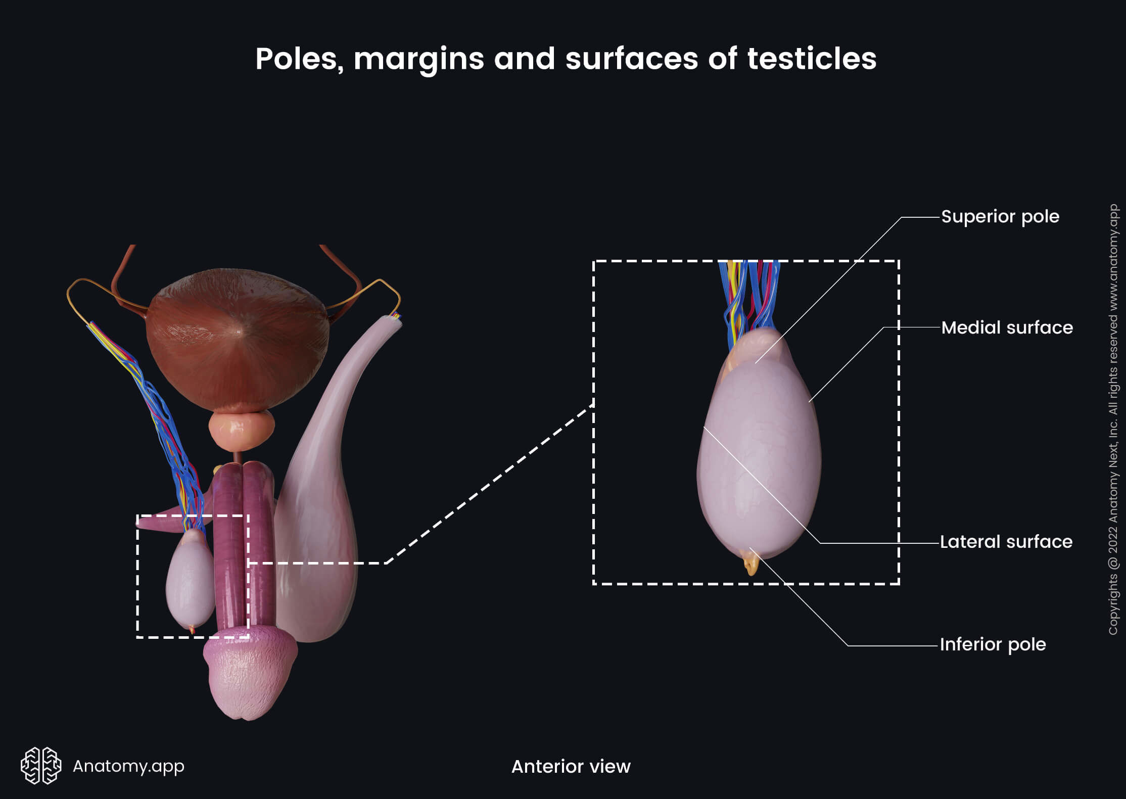 Poles, margins and surfaces (anterior view) of testicles