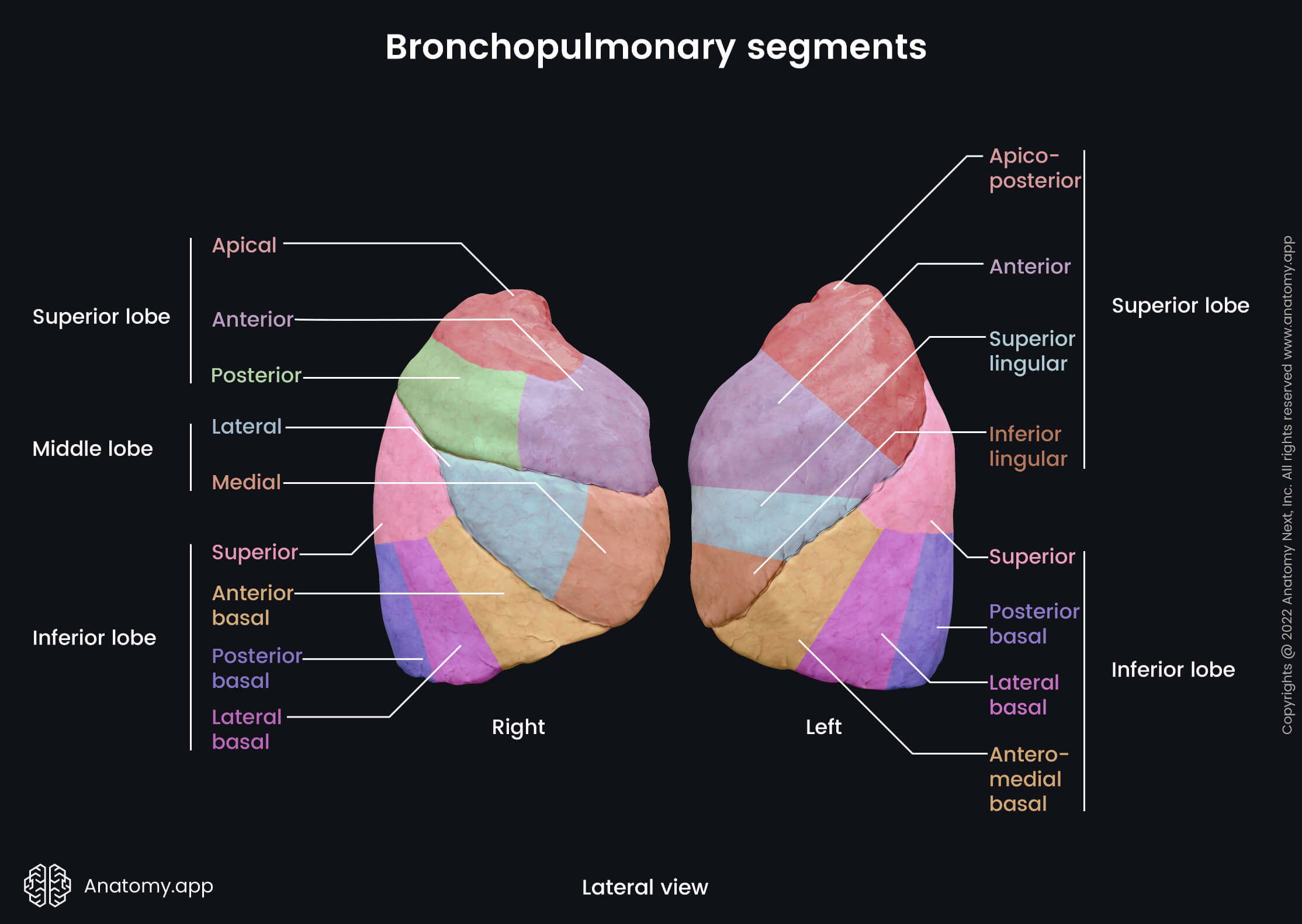 Lungs, Bronchopulmonary segments, Lobes, Lateral view