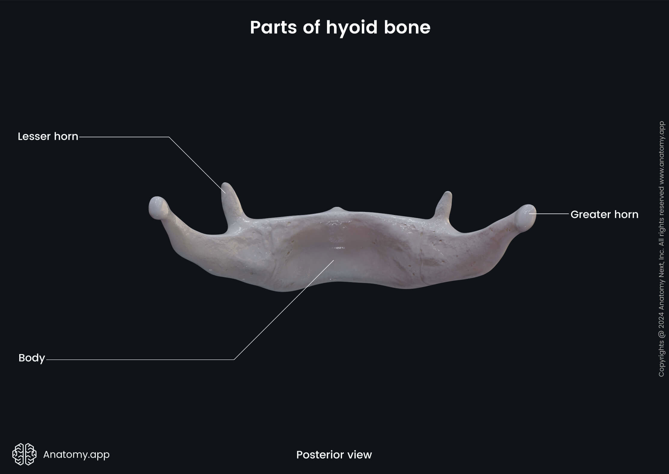 Head and neck, Skeletal system, Skull, Cranium, Viscerocranium, Bones, Hyoid bone, Parts, Lesser horn, Greater horn, Body, Posterior view