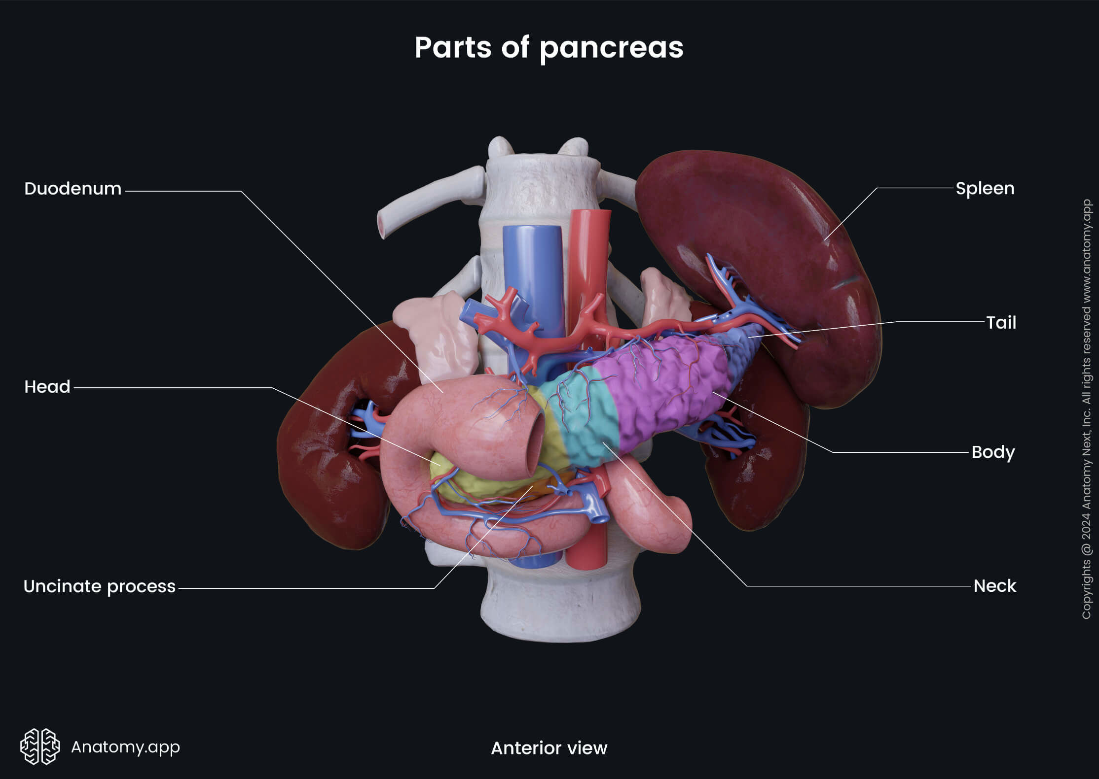 Abdomen, Digestive system, Gastrointestinal tract, Pancreas, Parts, Relations, Anterior view