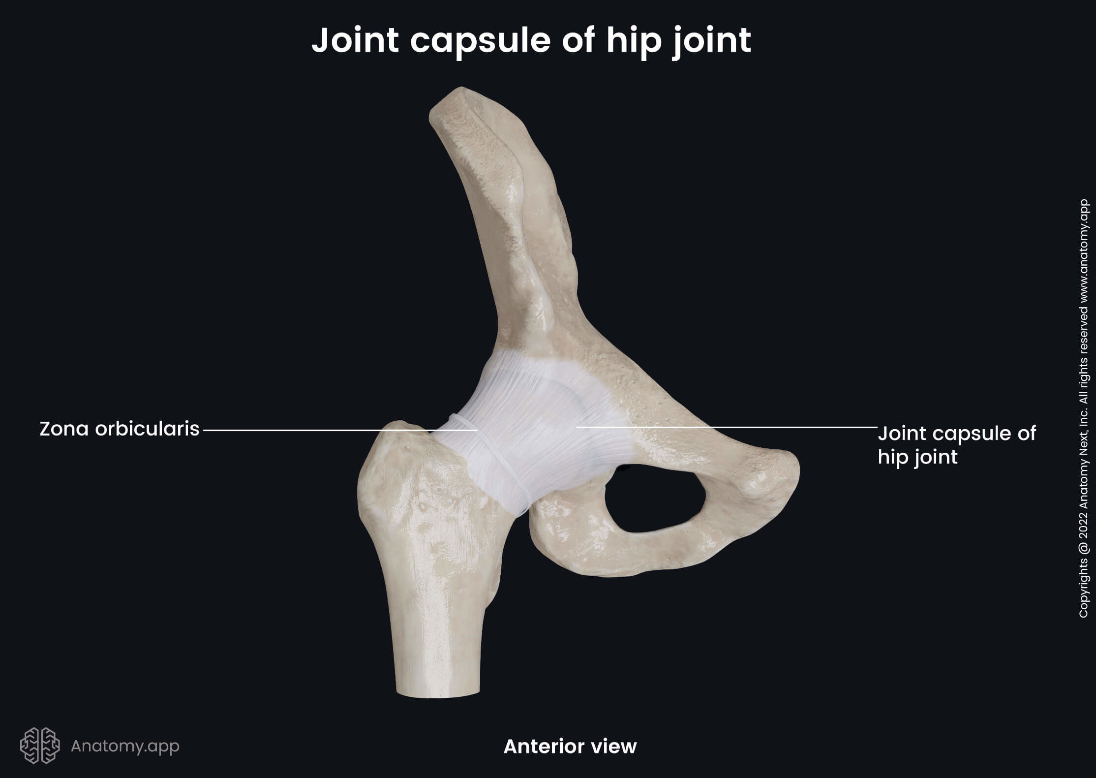 Hip joint, Anterior view, Joint capsule, Femur, Hip bone