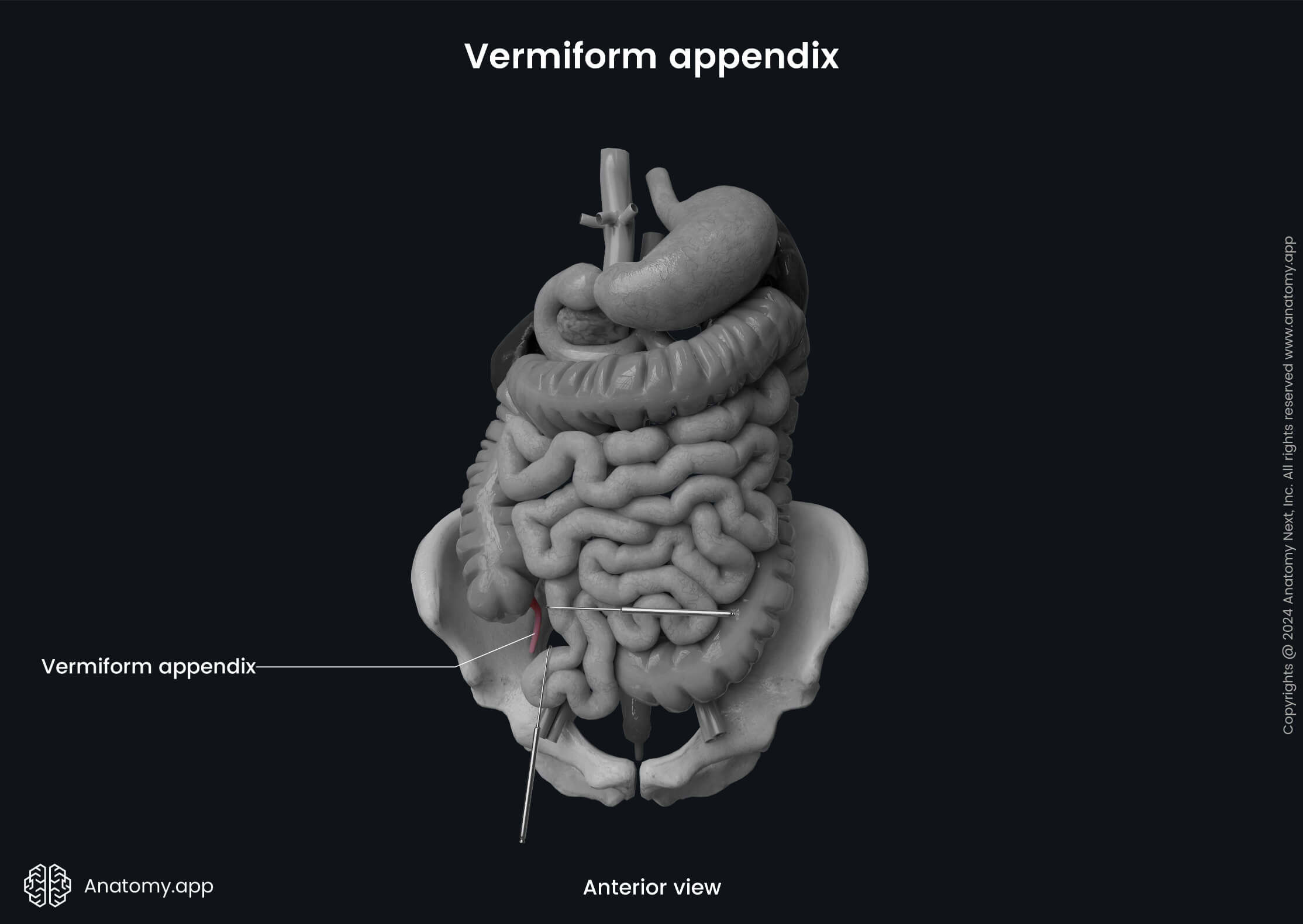 Abdomen, Digestive system, Gastrointestinal tract, Intestines, Large intestine, Vermiform appendix, Anterior view