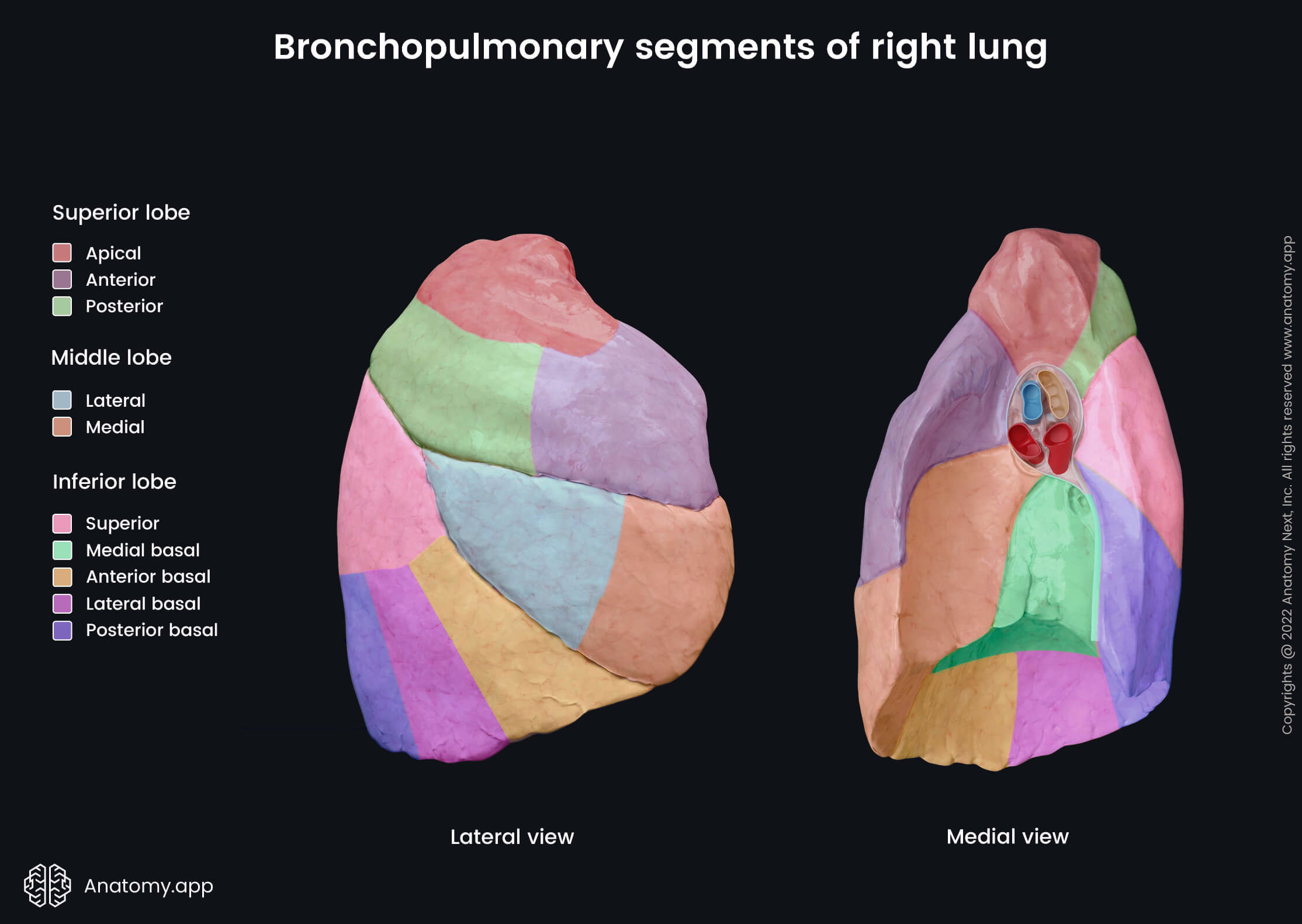 Right lung, Bronchopulmonary segments, Lobes, Lateral view, Medial view