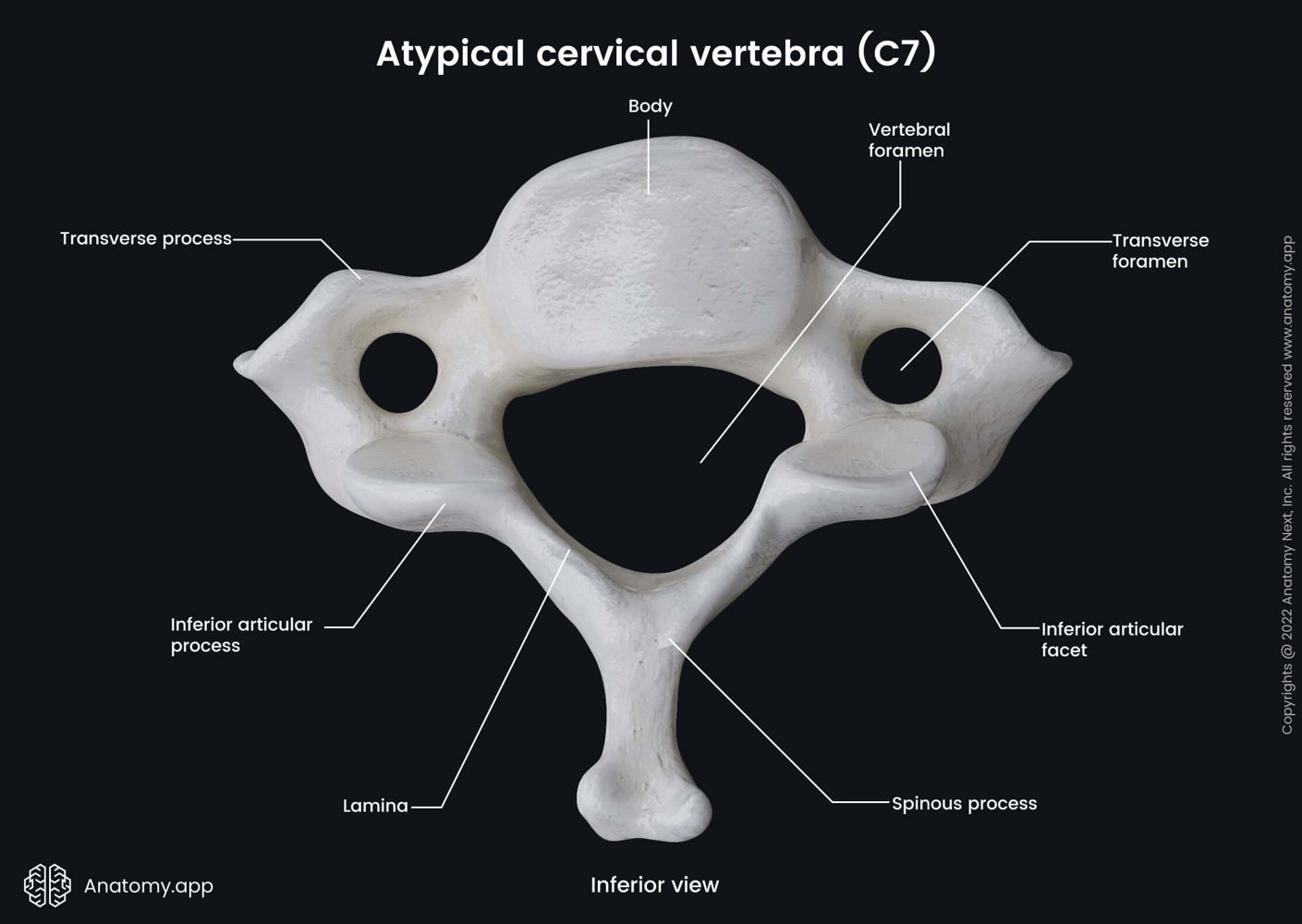 Vertebra prominens (inferior view) | Anatomy.app