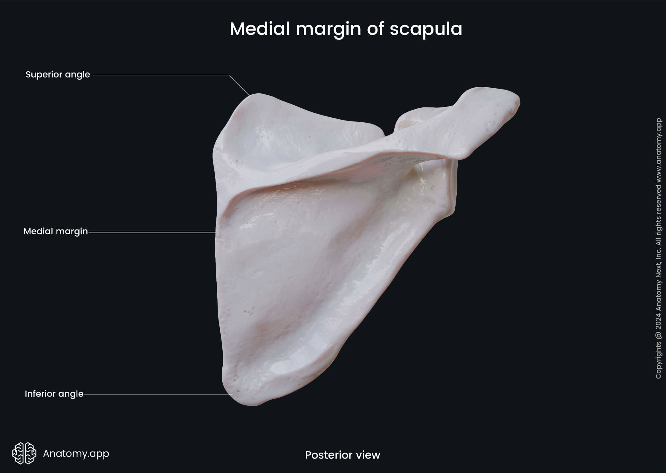 Human skeleton, Bones of upper extremity, Bones of upper limb, Skeleton of upper extremity, Scapula, Shoulder blade, Posterior surface of scapula, Dorsal surface of scapula, Skeleton of upper limb, Bones of shoulder girdle, Shoulder girdle, Medial margin