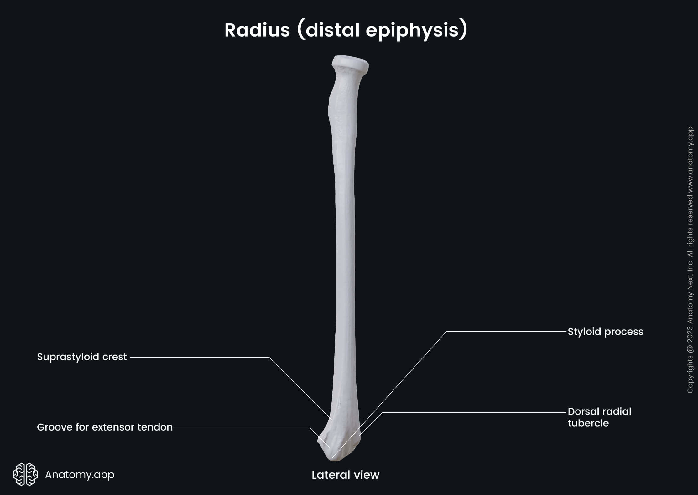 Human skeleton, Skeleton of upper limb, Upper limb bones, Upper extremity, Radius, Distal epiphysis, Lateral view, Landmarks, Skeleton of forearm, Forearm bones, Human arm