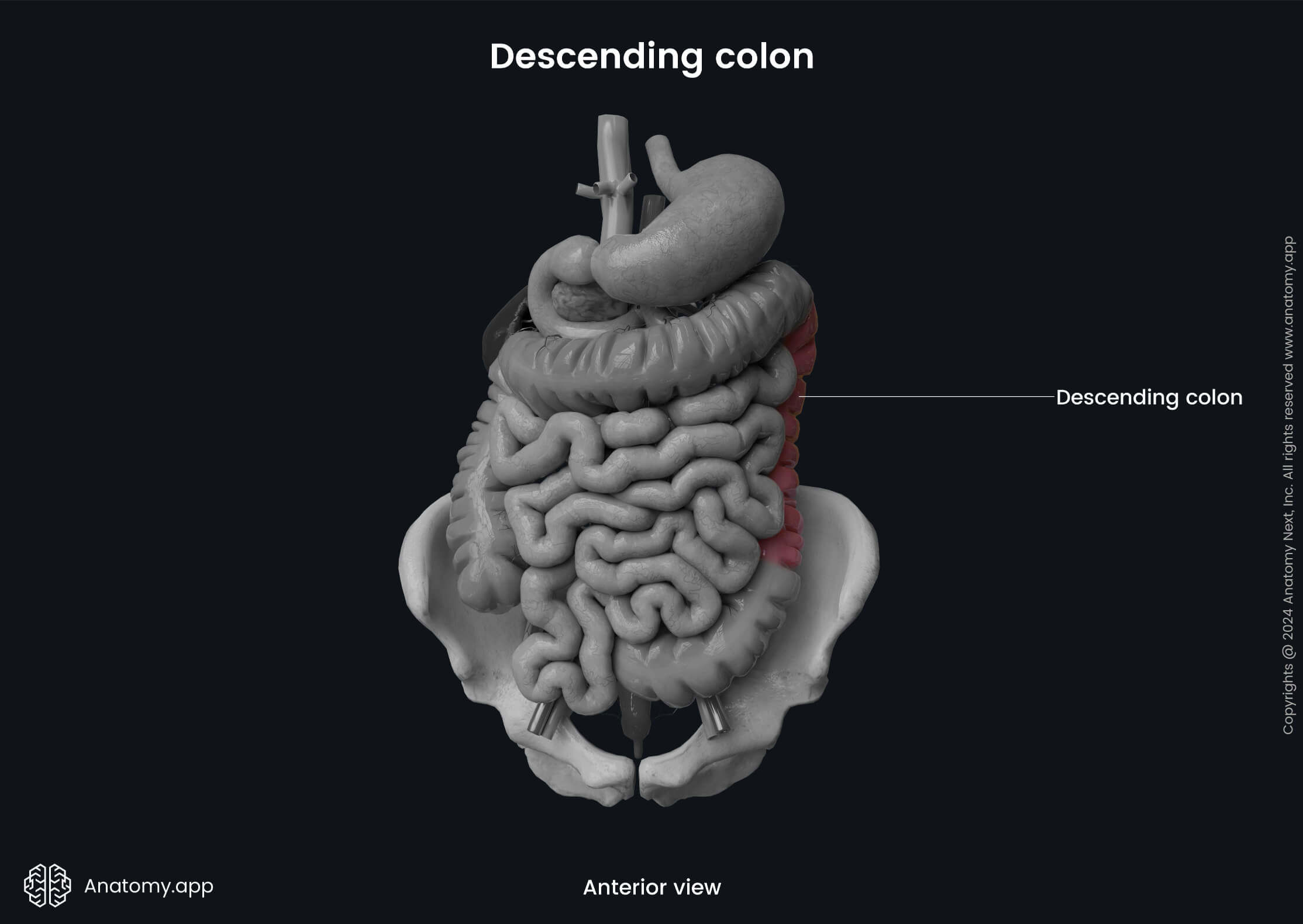 Abdomen, Digestive system, Gastrointestinal tract, Large intestine, Parts, Colon, Descending colon, Anterior view 