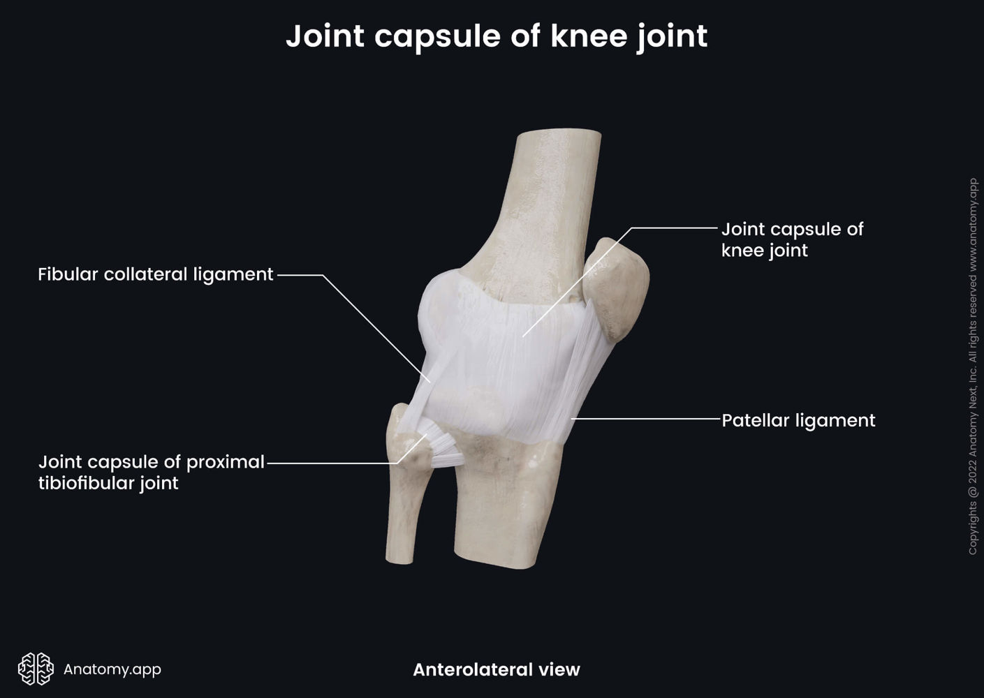 Joint capsule of knee joint (anterolateral view) | Media Library ...