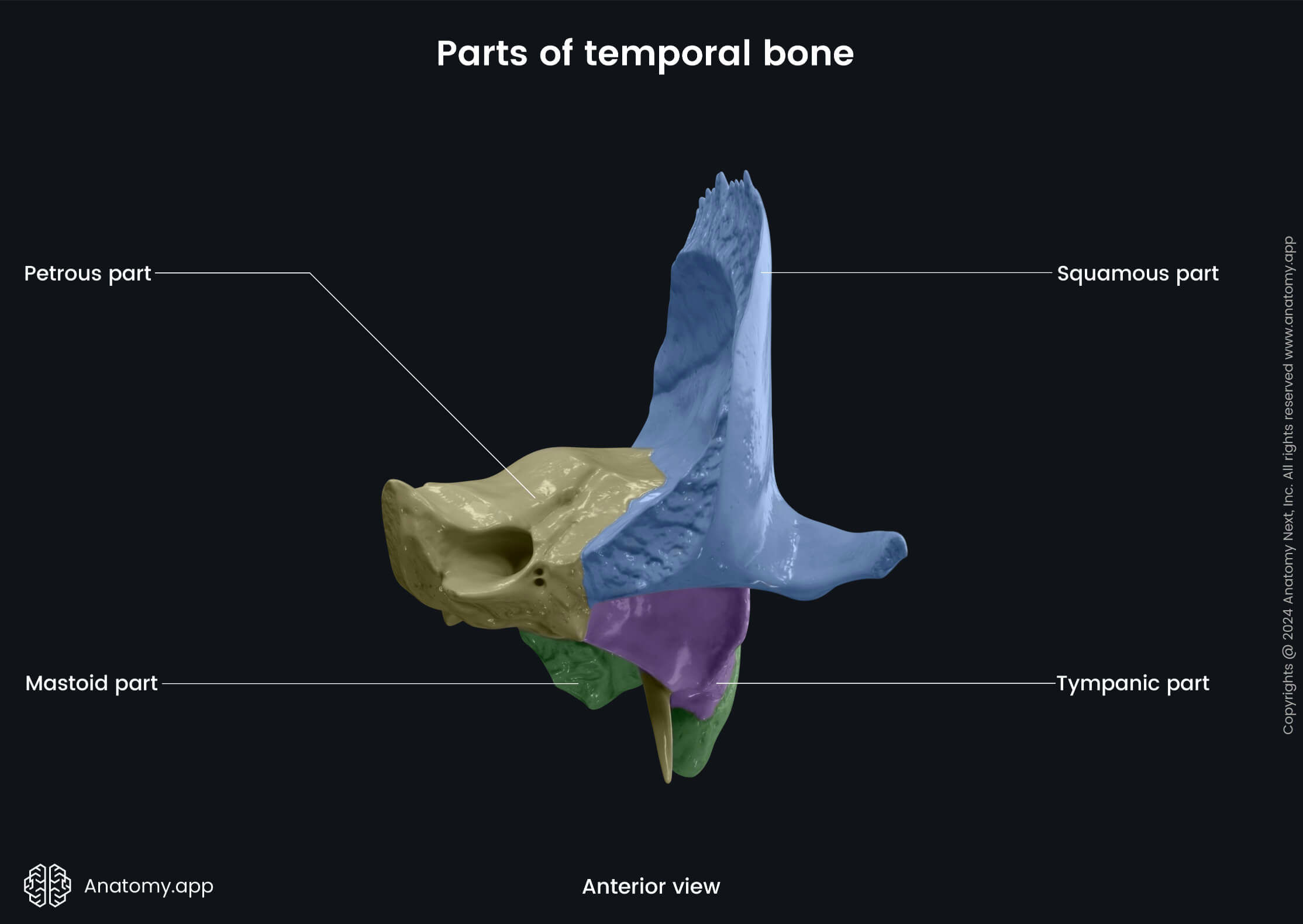 Head and neck, Skull, Cranium, Skeletal system, Neurocranium, Temporal bone, Parts, Petrous part, Mastoid part, Tympanic part, Sqamous part, Anterior view