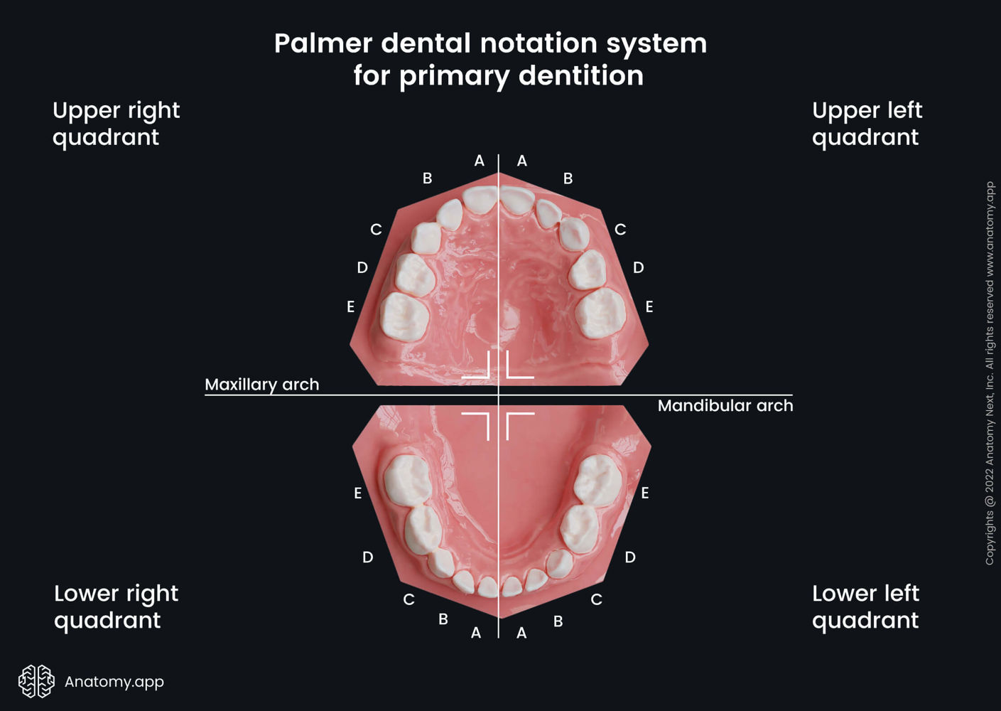 Palmer dental notation system for primary dentition | Anatomy.app