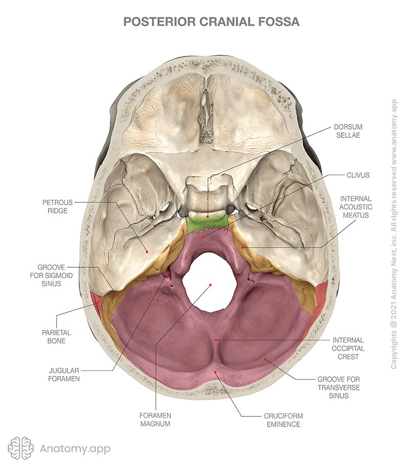 Cranial base, Internal cranial base, Posterior cranial fossa, Bones of the posterior cranial fossa