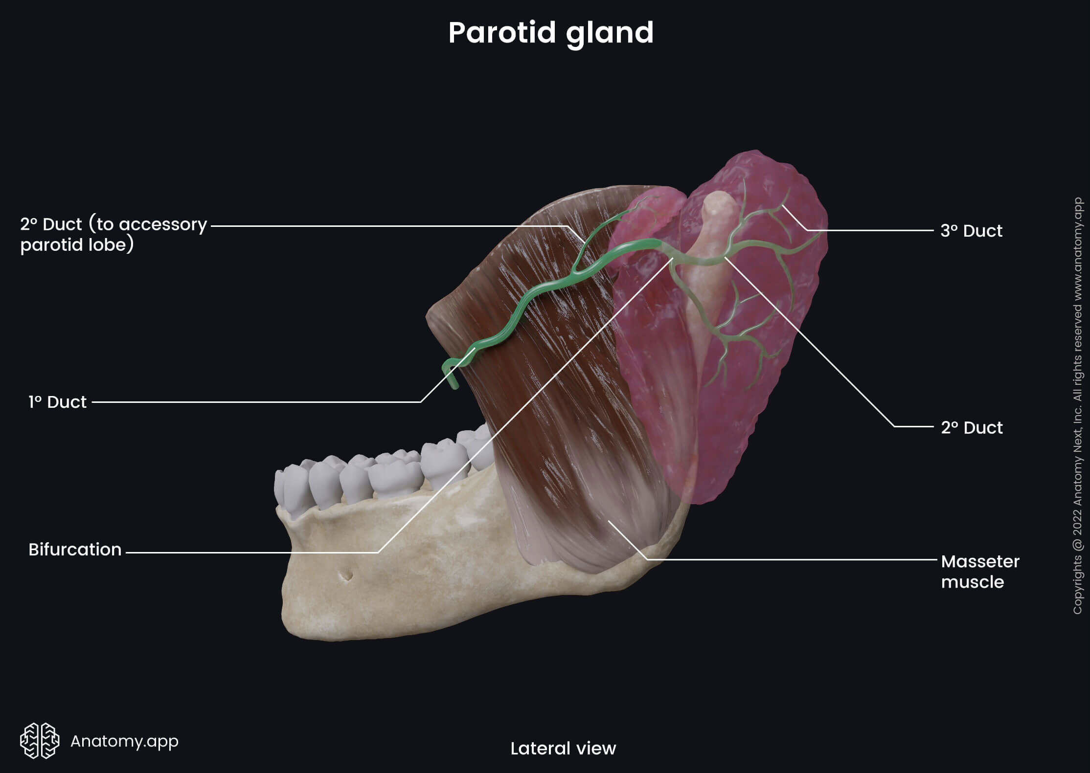 Salivary glands, Parotid gland, Accessory parotid gland, Parotid duct, Stensen's duct, Mandible, Lower jaw