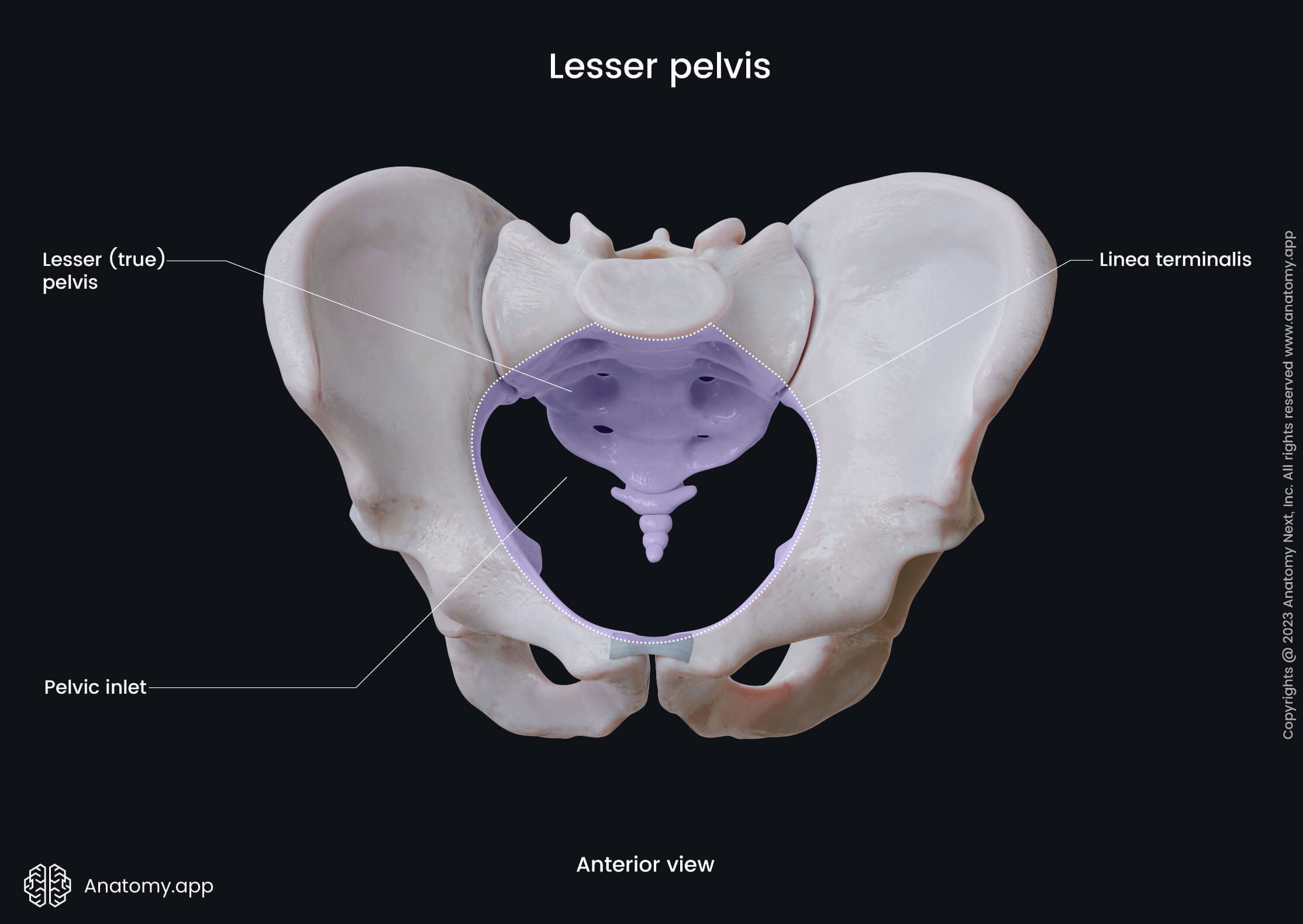 Pelvis, Lesser pelvis, True pelvis, Linea terminalis, Pelvic inlet, Anterior view