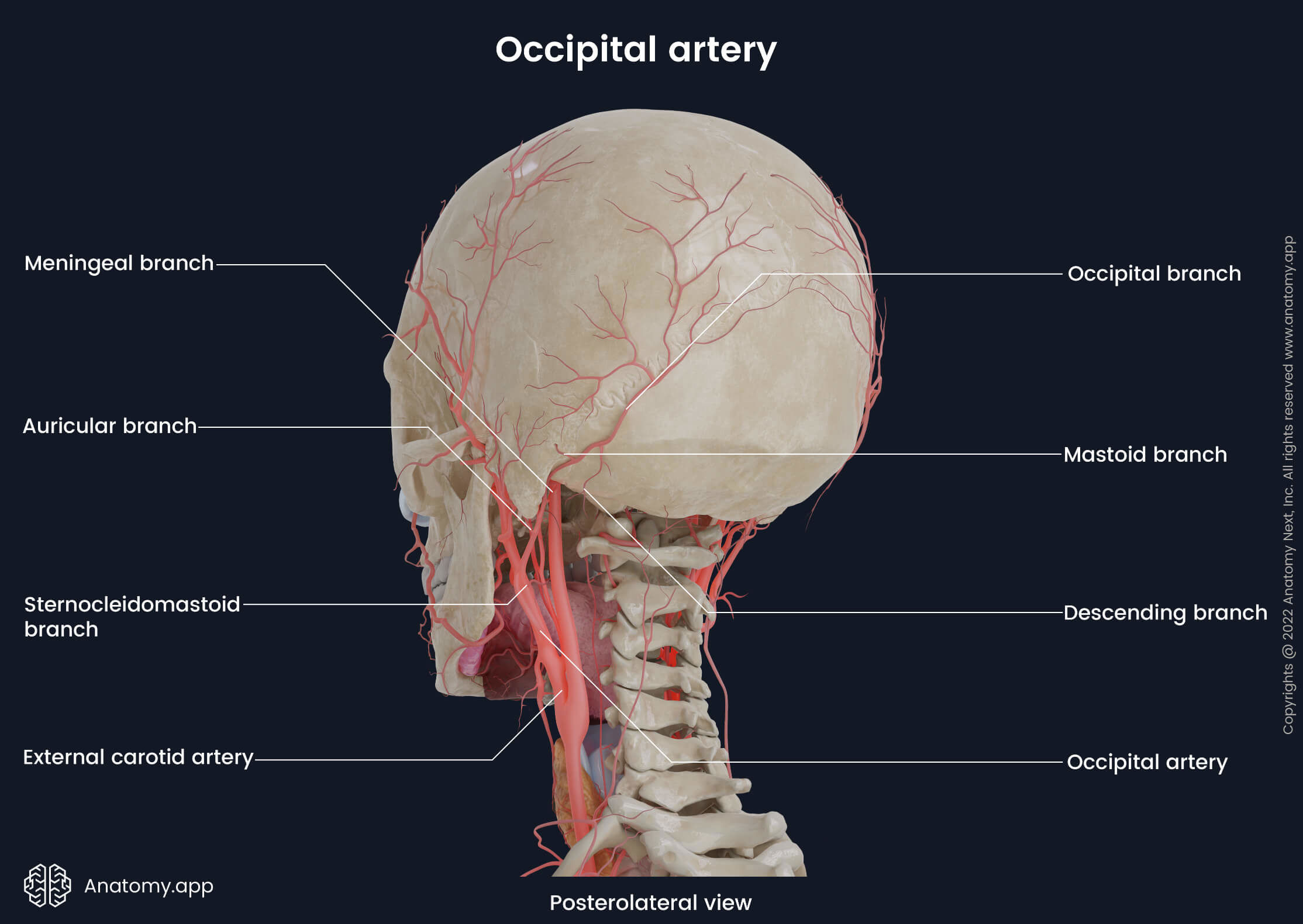 Occipital artery and its branches, External carotid artery, Skull, Human head, Lateral view