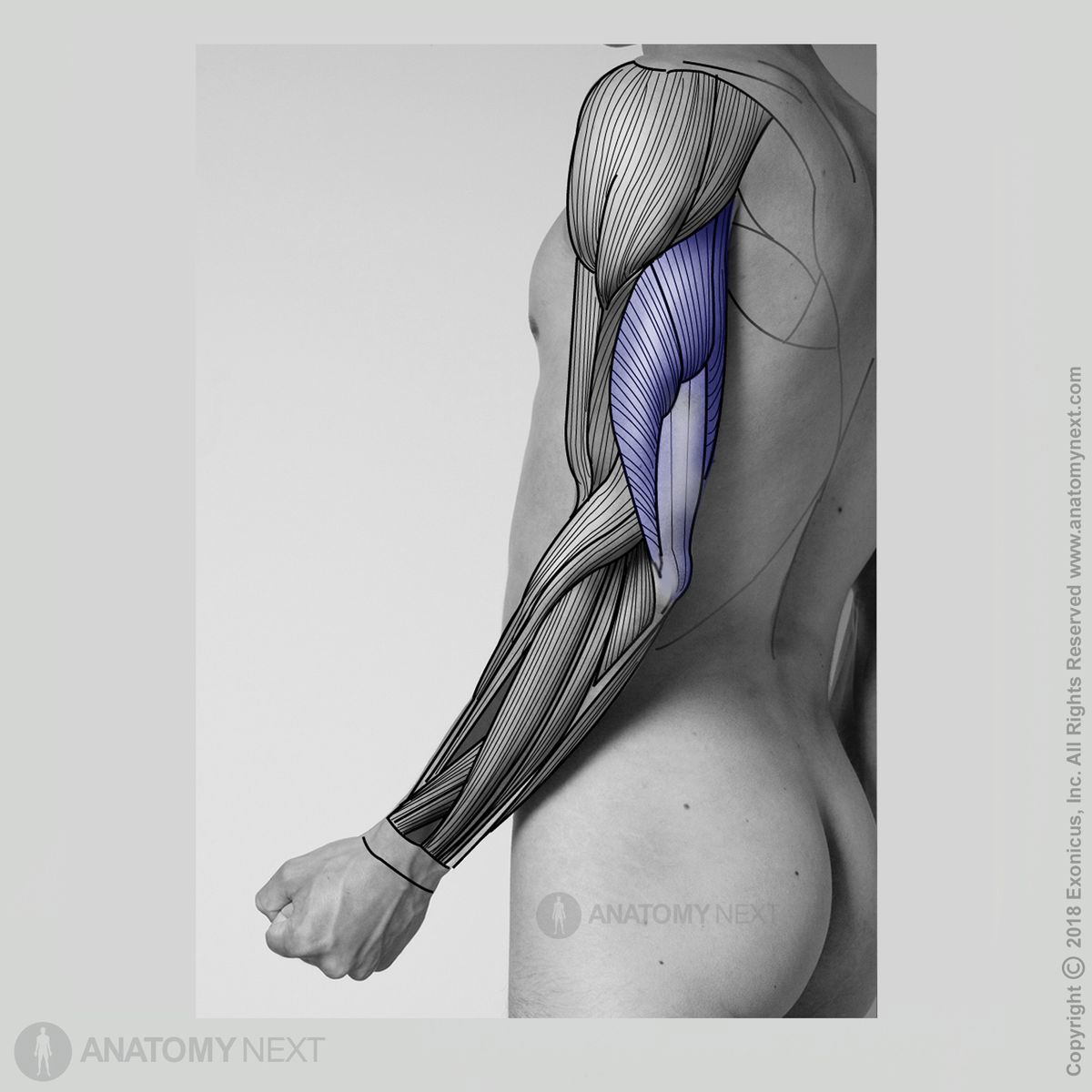 Triceps brachii, Muscles of upper arm, Arm muscles, Muscles of upper limb, Posterior compartment muscles, Posterior compartment muscles of upper arm, Posterior view of triceps brachii