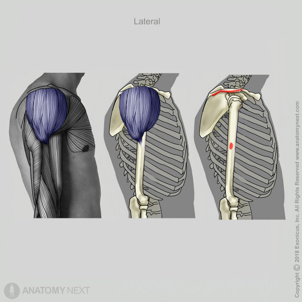 Deltoid, Origin of deltoid, Insertion of deltoid, Muscles of upper limb, Muscles of shoulder girdle, Arm muscles, Clavicular part of deltoid, Acromial part of deltoid, Spinal part of deltoid