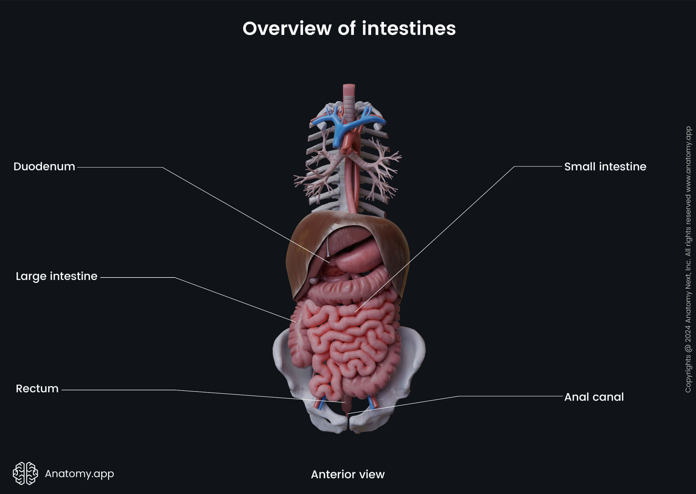 Abdomen, Digestive system, Gastrointestinal tract, Small intestine, Large intestine, Duodenum, Rectum, Anal canal, Anterior view 