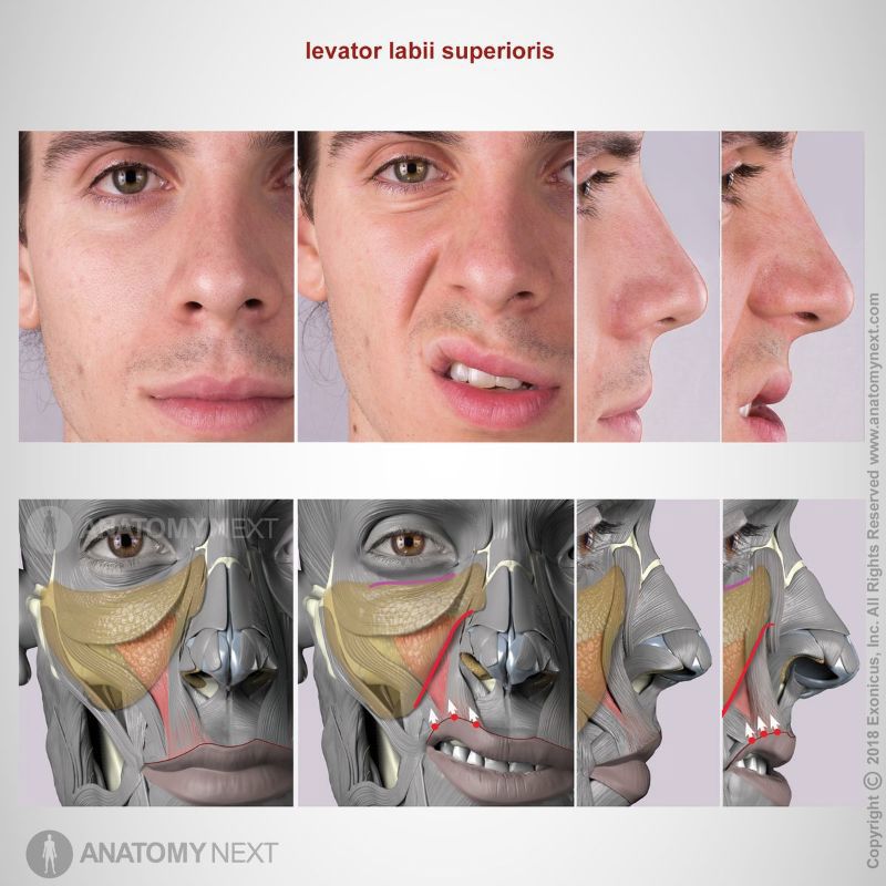 Action of levator labii superioris