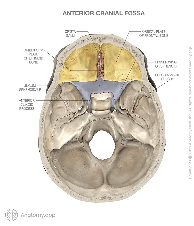 Cranial base, Internal cranial base, Anterior cranial fossa, Bones of the anterior cranial fossa