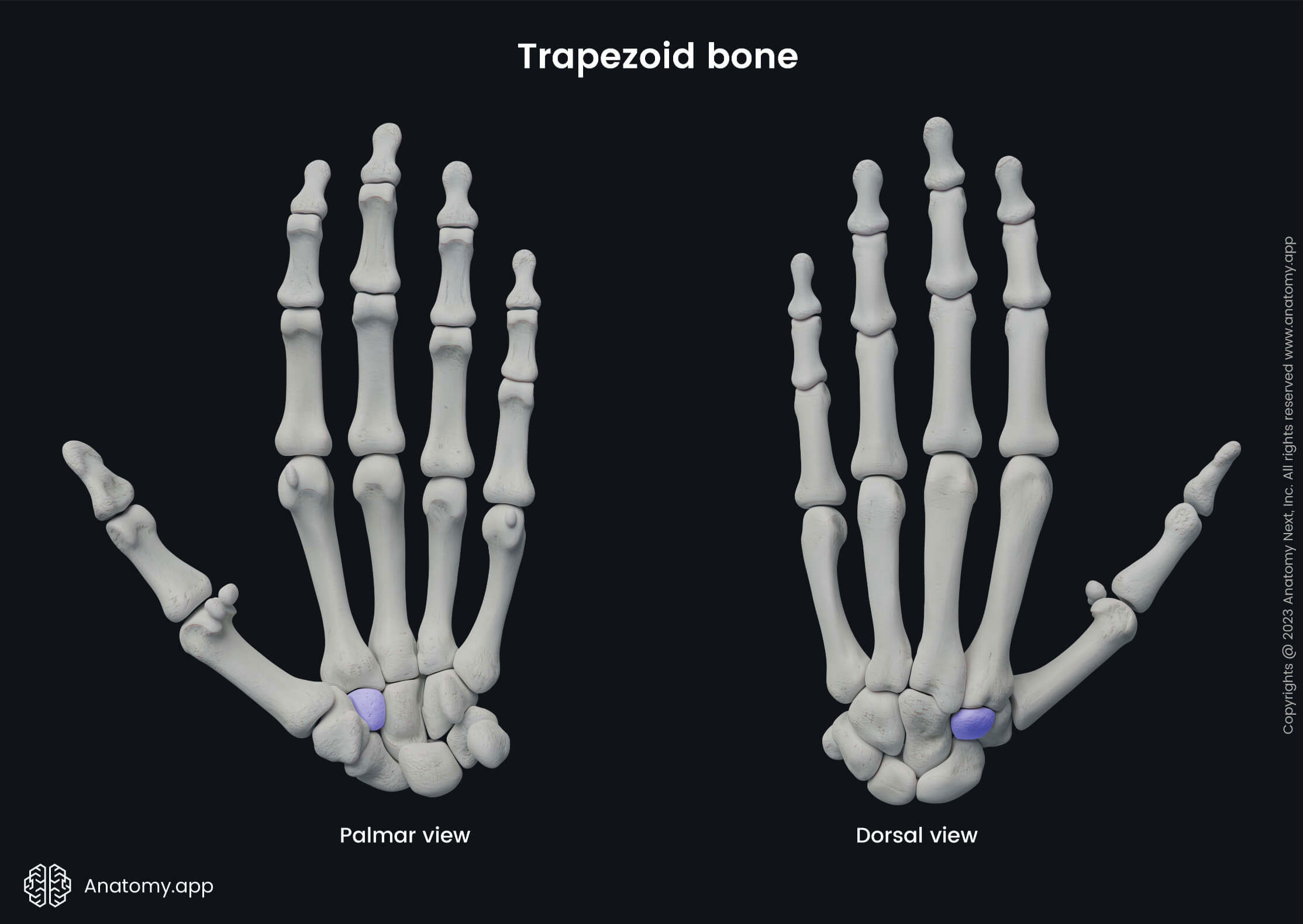 Upper limb, Upper extremity, Skeletal system, Hand bones, Carpals, Carpal bones, Trapezoid, Human hand, Human skeleton, Bones of hand, Palmar view, Dorsal view