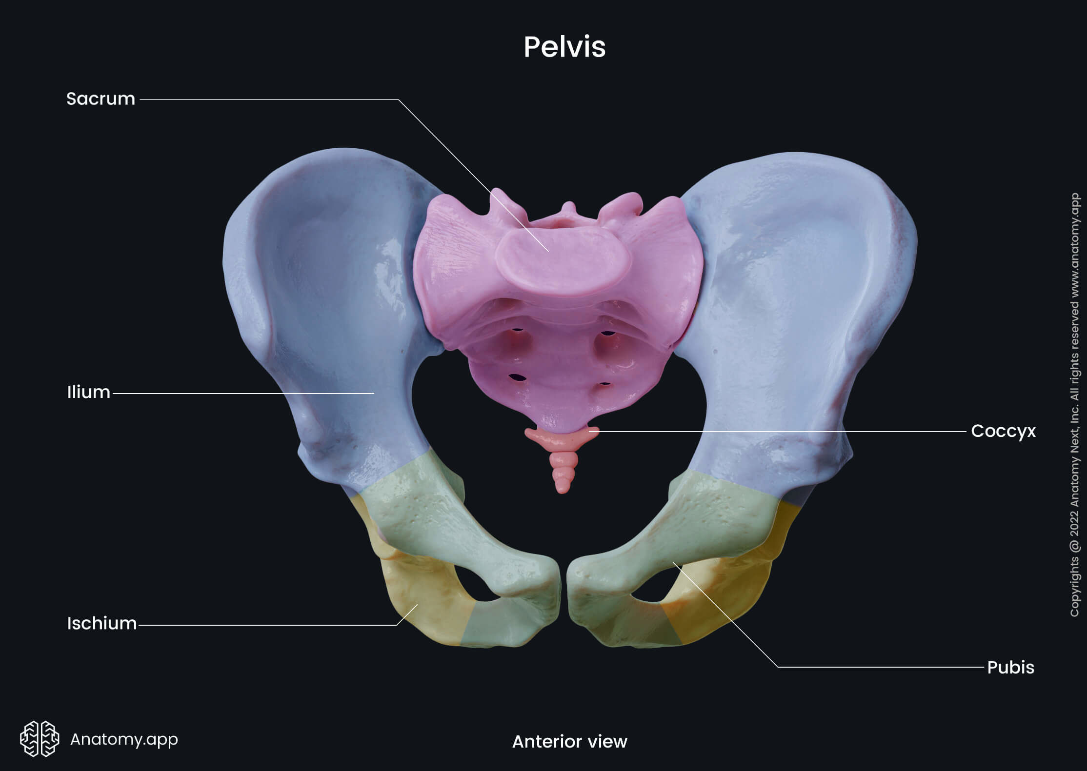 Pelvis, Pelvic bones, Ilium, Ischium, Pubis, Sacrum, Coccyx, Human skeleton, Anterior view of pelvis, Pelvic girdle