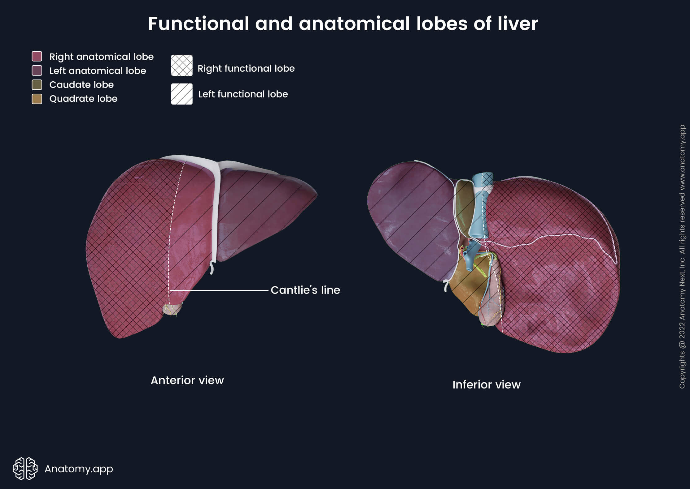 Liver, Diaphragmatic surface, Visceral surface, Anatomical lobes of liver, Liver lobes, Functional lobes of liver, Left lobe of liver, Right lobe of liver, Caudate lobe, Quadrate lobe, Left functional lobe of liver, Right functional lobe of liver, Human liver, Abdominal organs, Accessory organ of digestive tract, Accessory organ