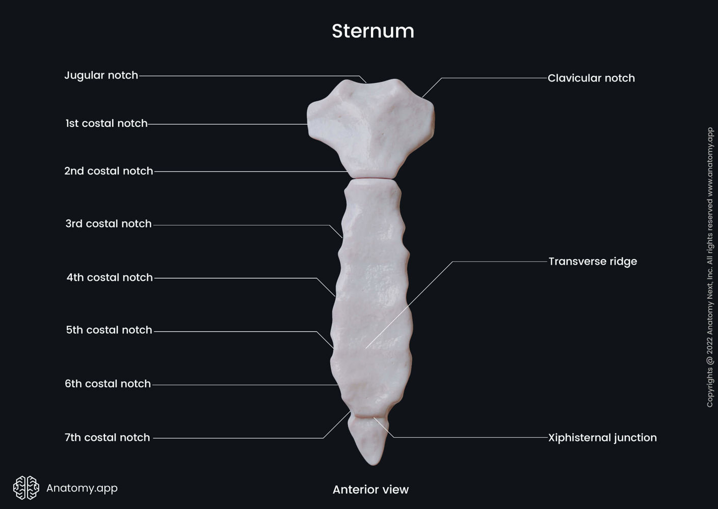 Landmarks Of Sternum Anterior View Anatomy App