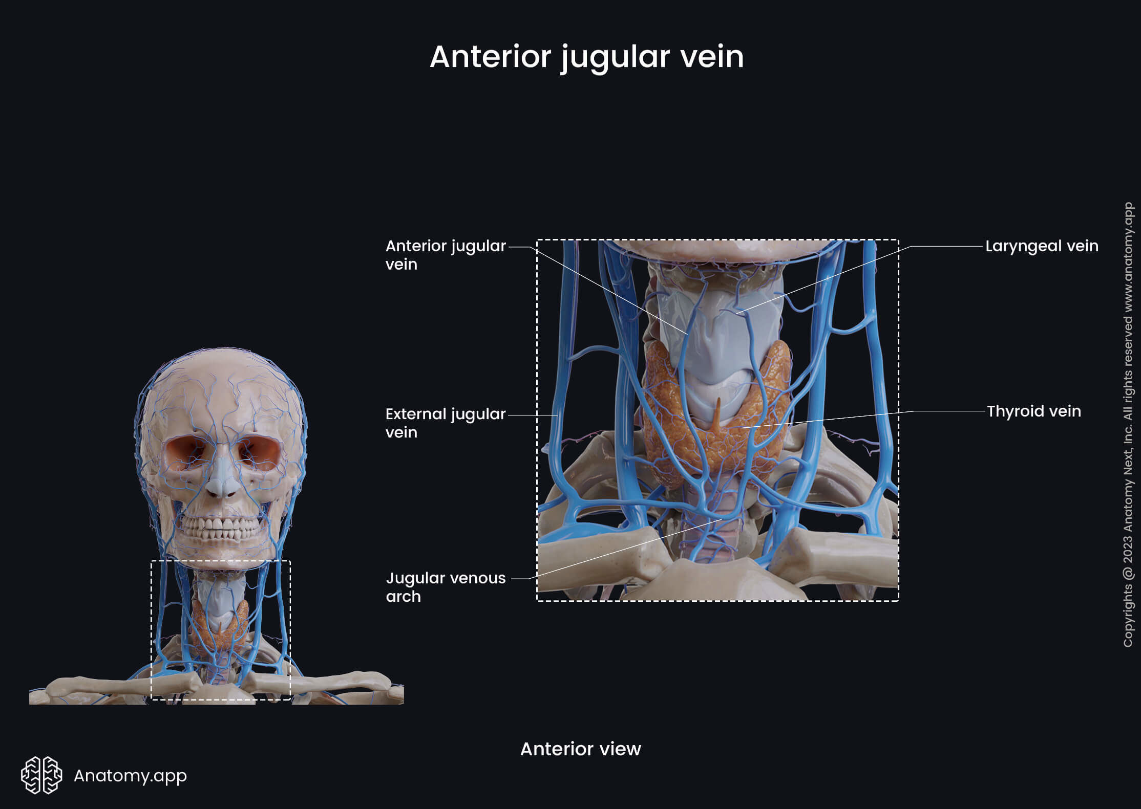 Head and neck veins, Superficial neck veins, Extracranial veins, Anterior jugular vein, Tributaries zoomed in, Anterior view