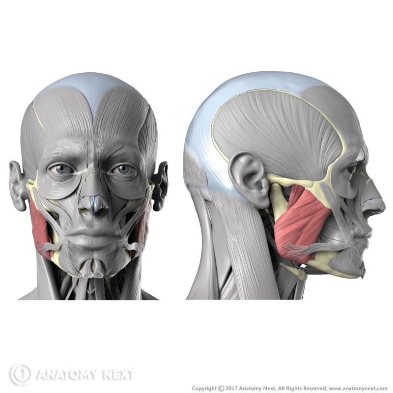 Masseter muscle, Masseter, Muscles of mastication, Masticatory muscles, Head muscles