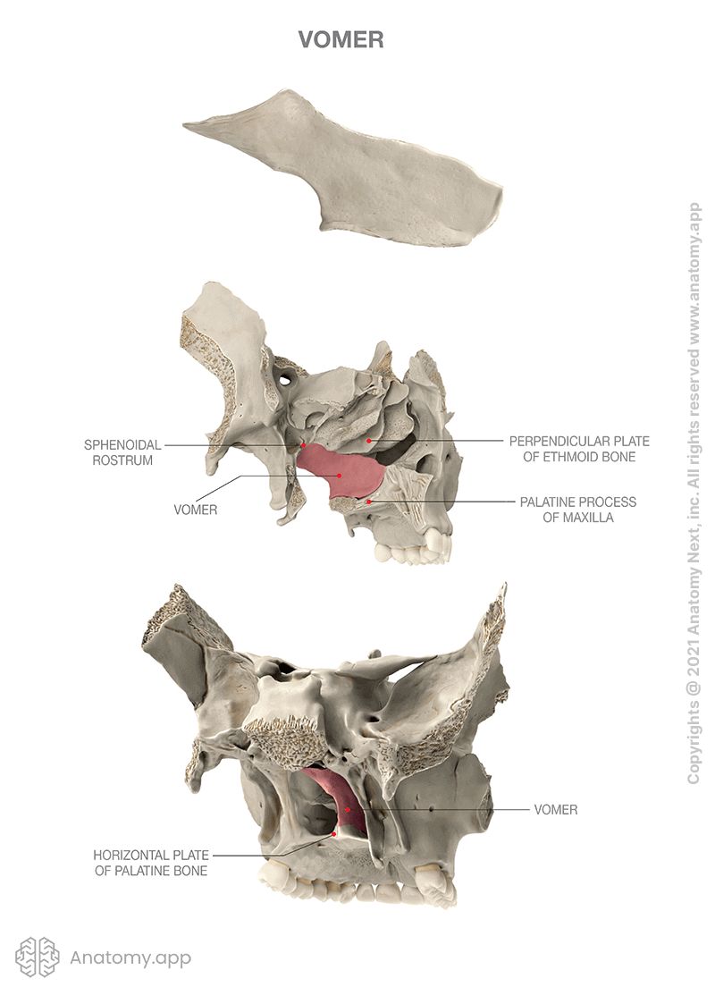 Vomer, three aspects (single bone, with adjacent bones from two sides)