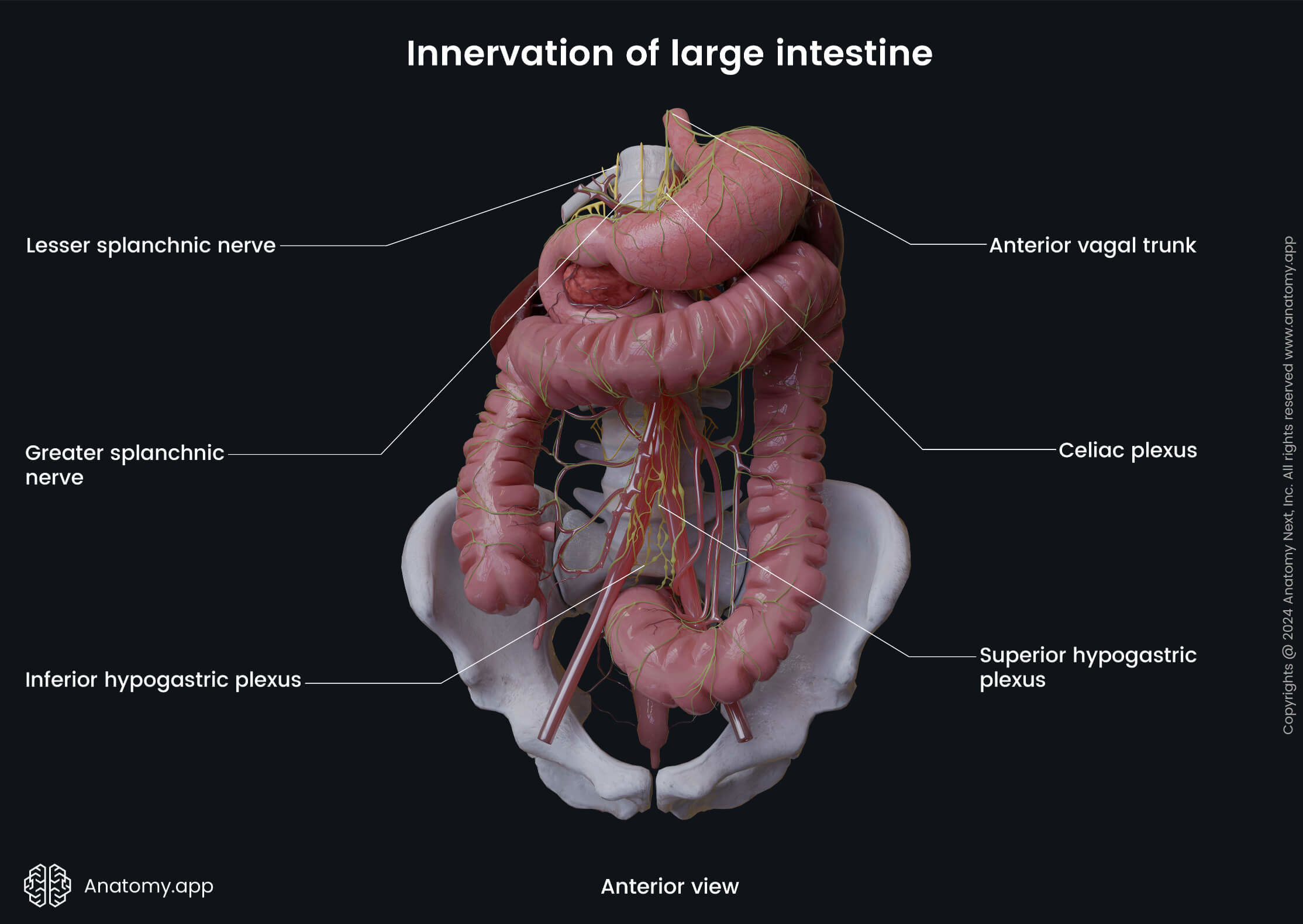 Abdomen, Digestive system, Gastrointestinal tract, Large intestine, Colon, Rectum, Anal canal, Innervation, Anterior view